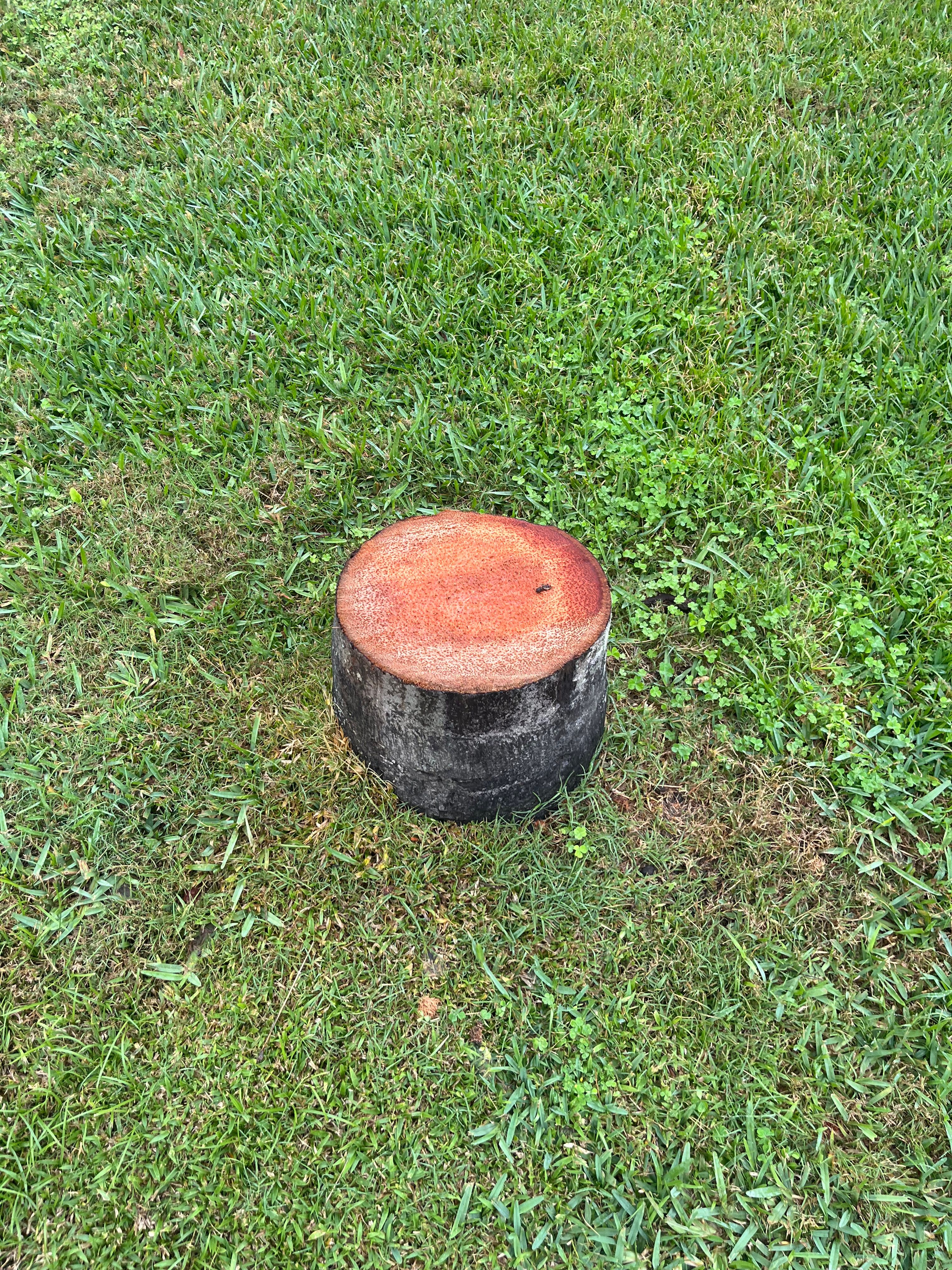  for KB’s Stump Removal in Seminole, FL
