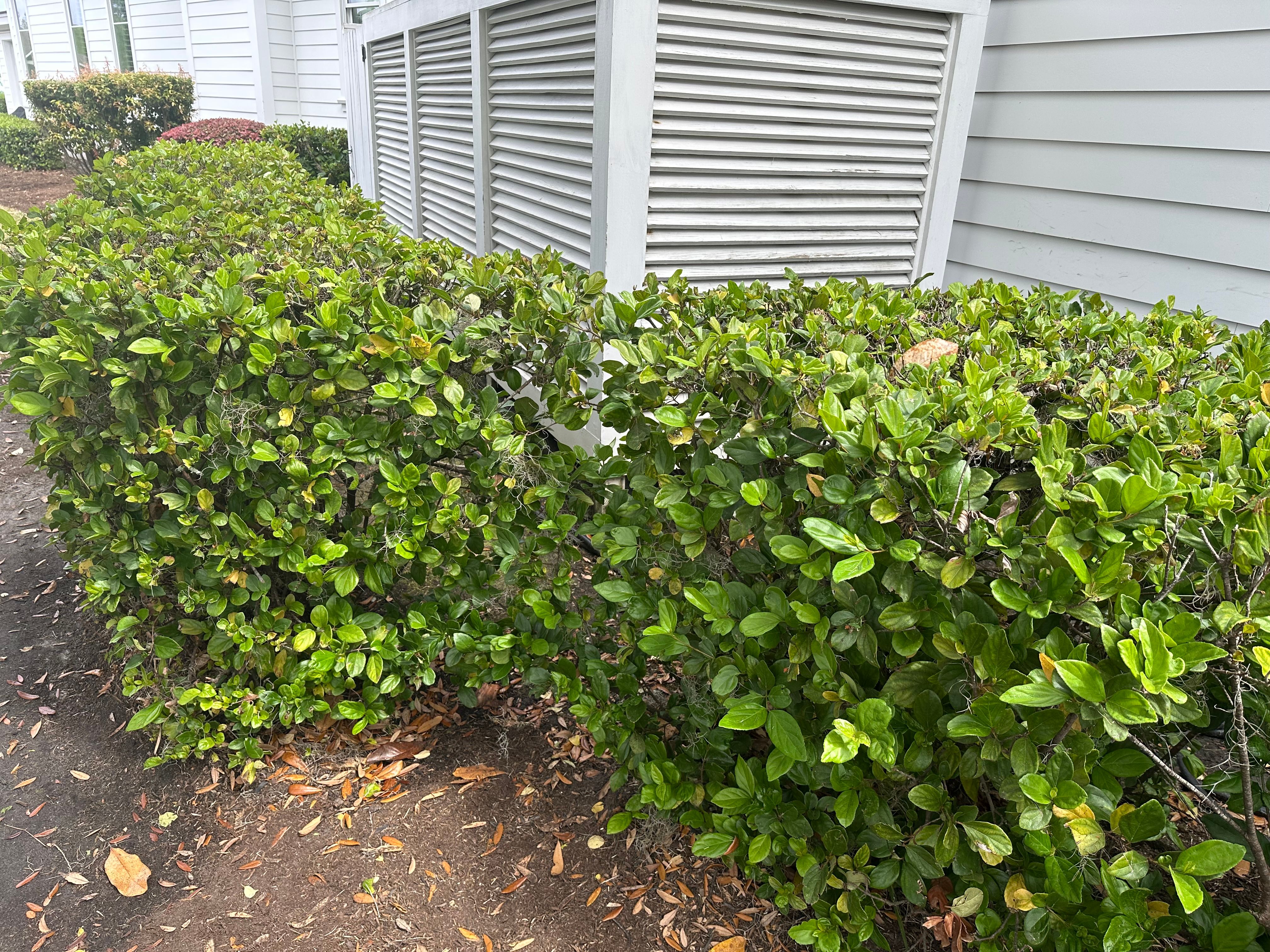  for Premier Softwash in Bluffton, SC