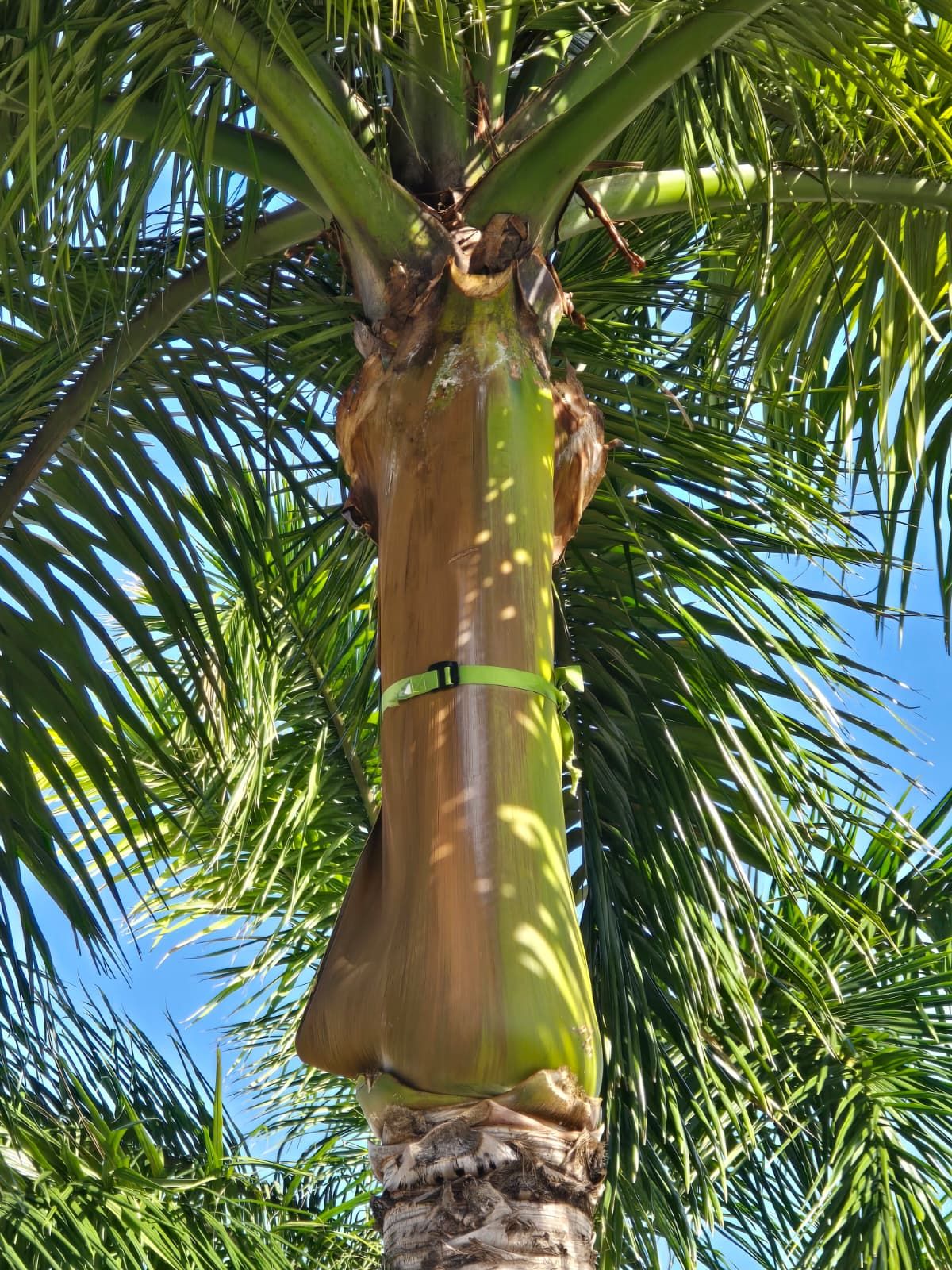 Palm Strapping for Bridgewater Arbor Care in Jupiter, FL