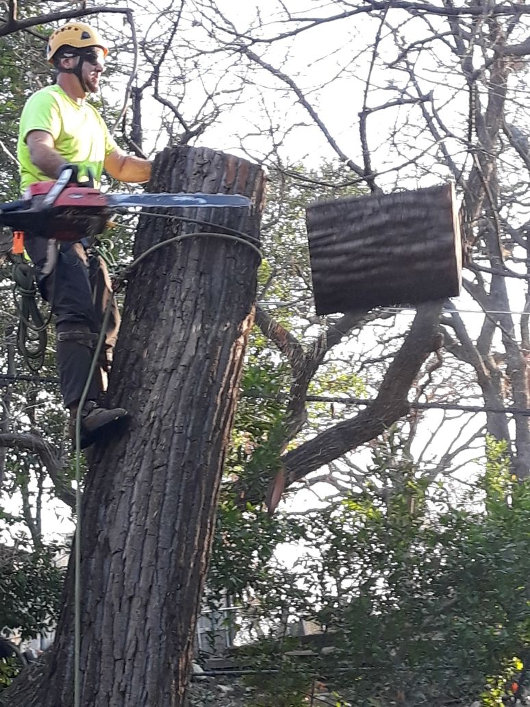  for TLC Professional Tree Service in Bedford, TX