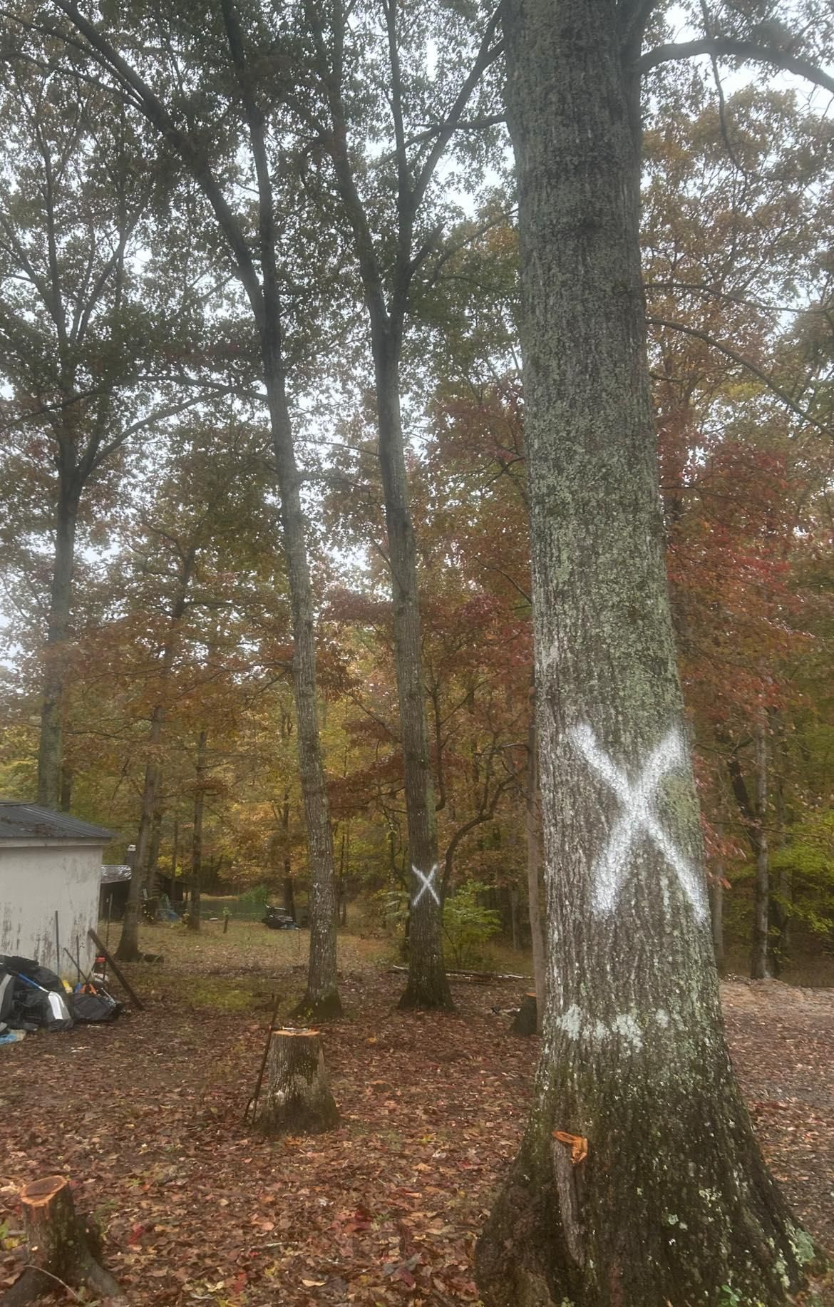  for McBee’s Tree Service in Sewanee, TN