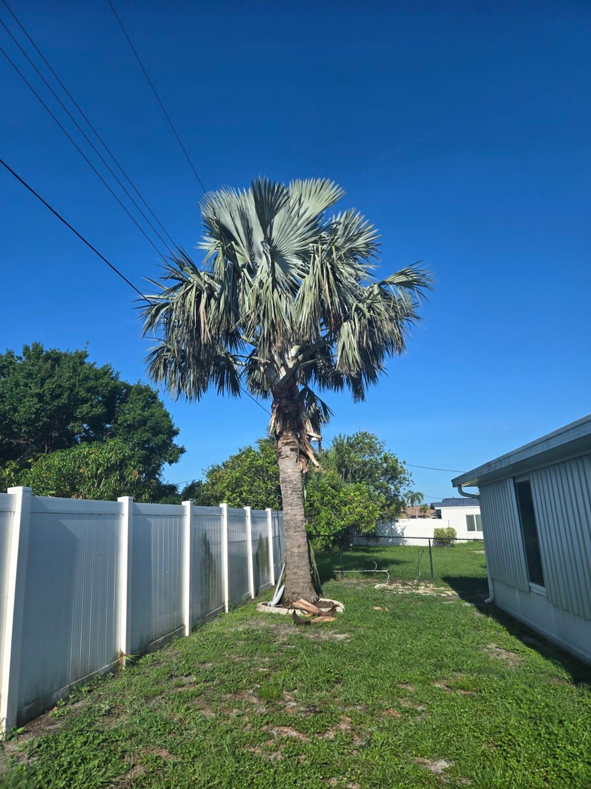 Tree Removal for TREE BOYS in Ruskin, FL