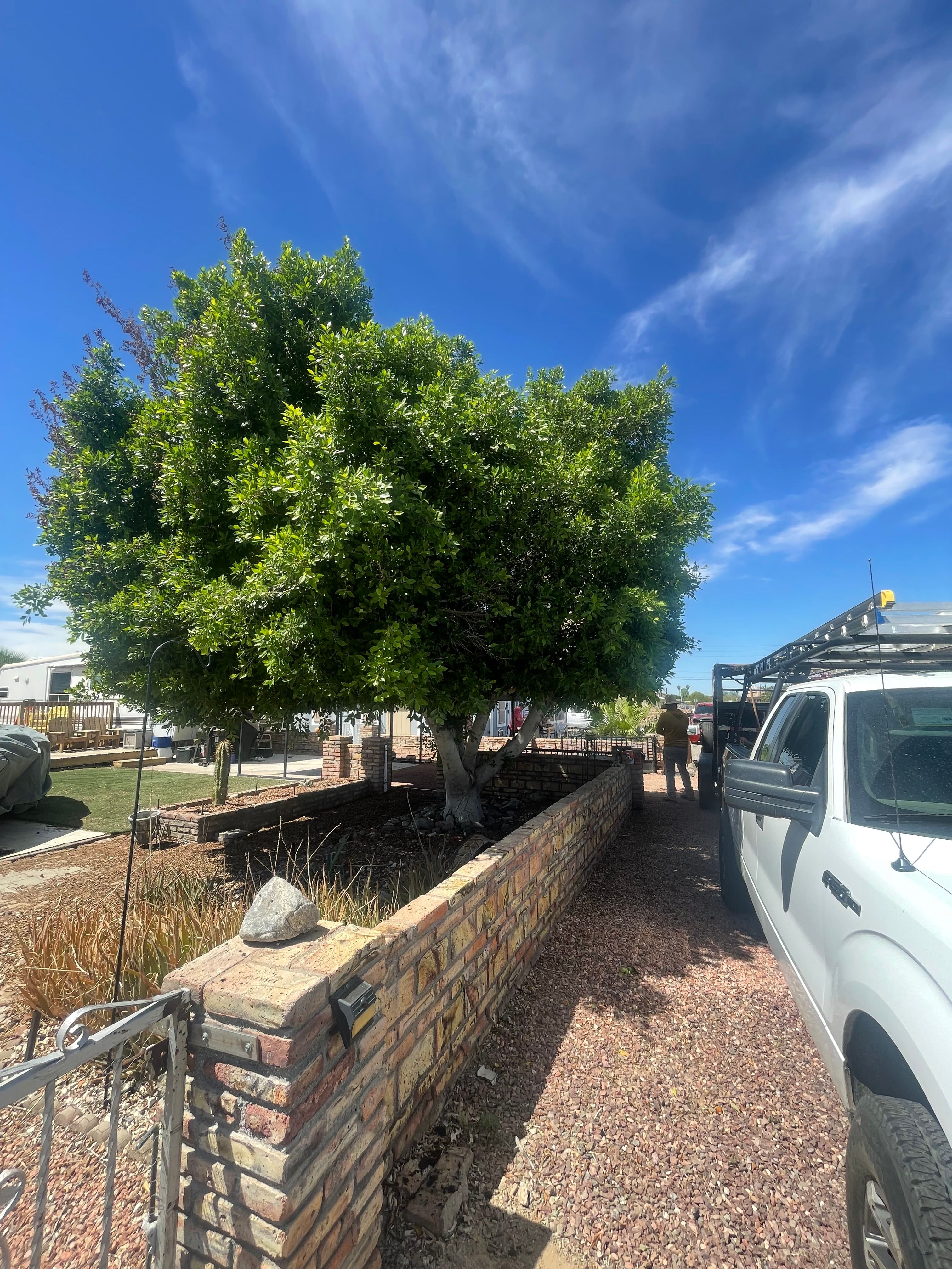  for Oliver L. Palm & Tree services in Yuma County, AZ
