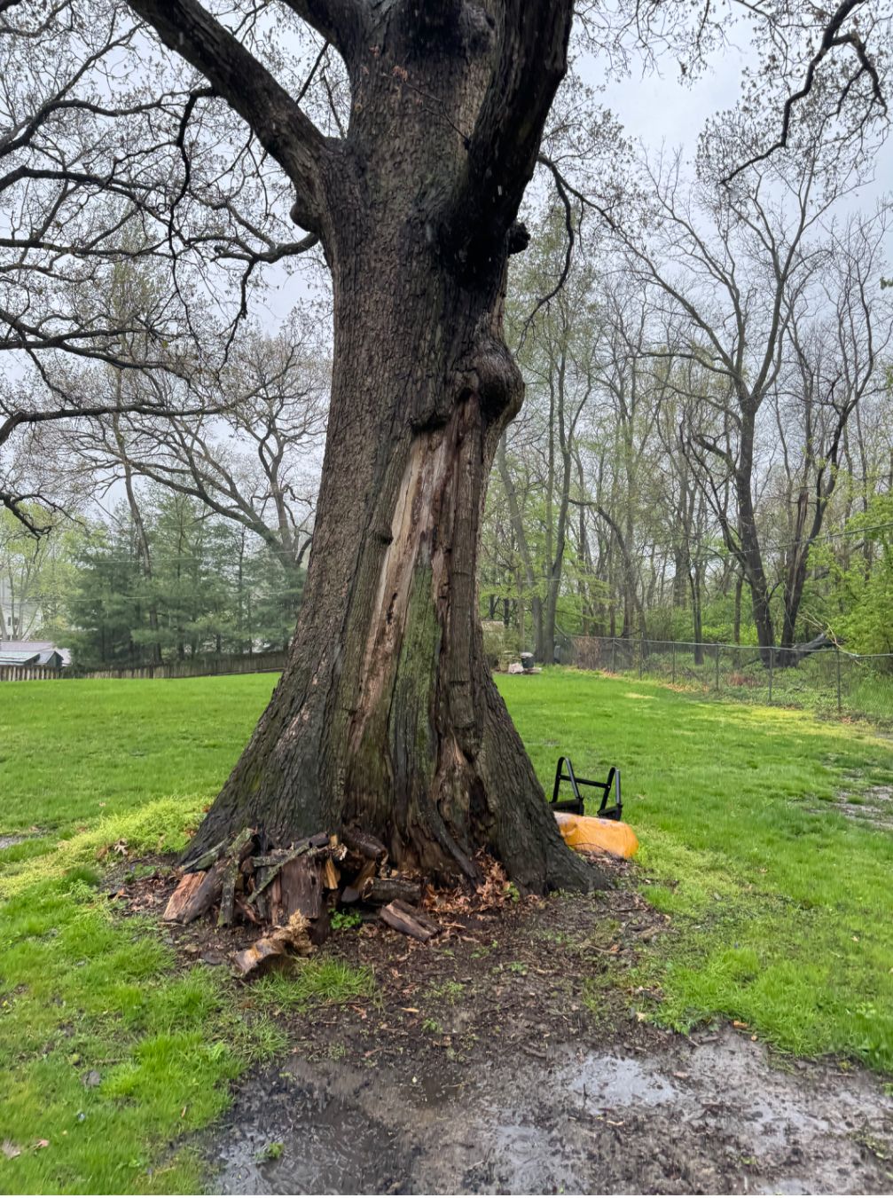 All Photos for Dittmer Tree Service in Davenport, IA