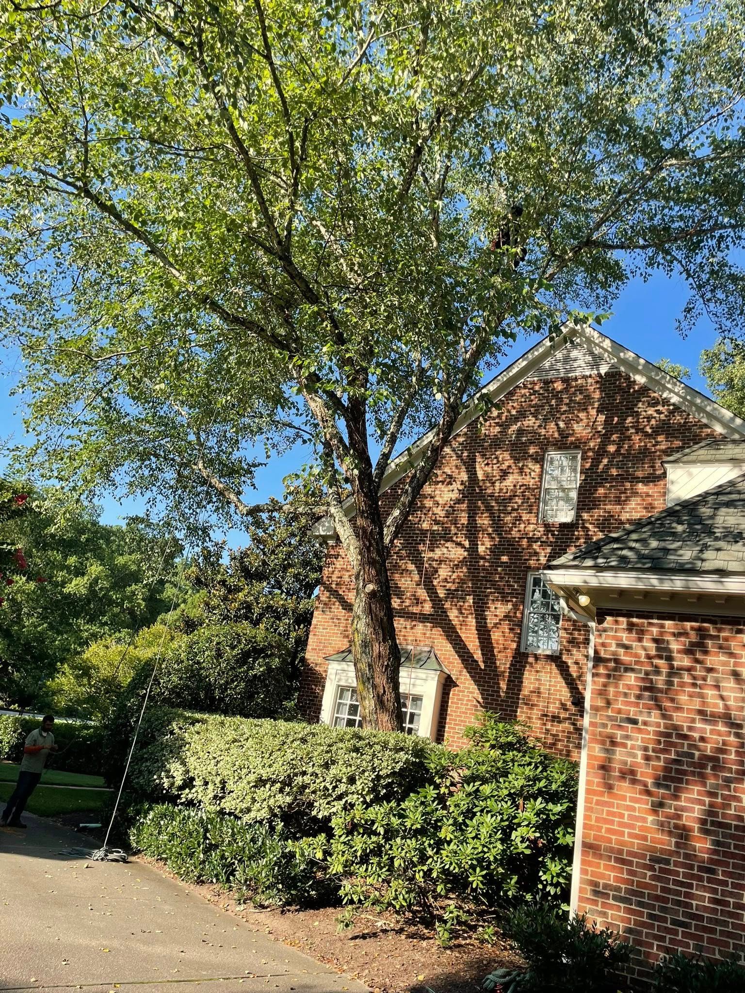  for J&J Tree Services in Raleigh, NC