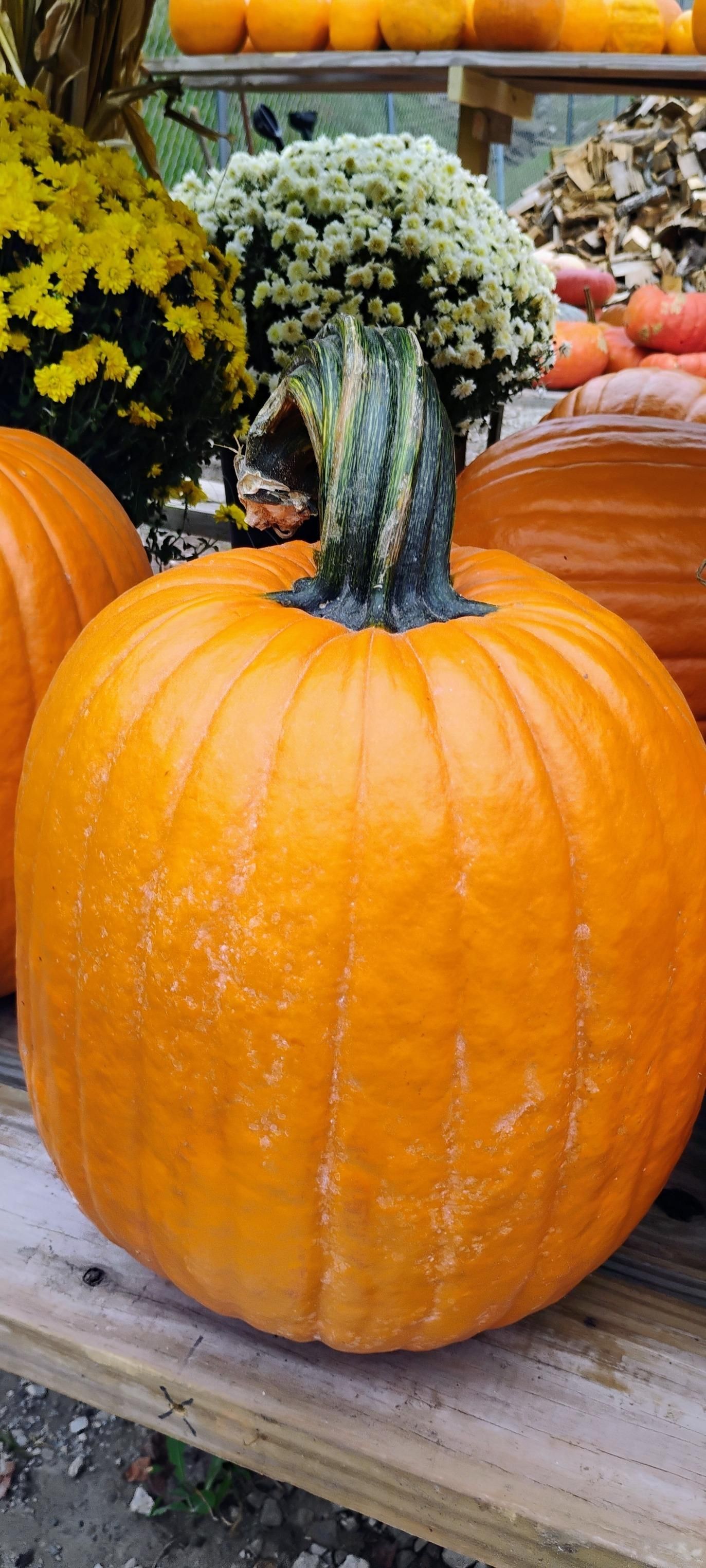  for Rutledge Contracting LLC in Hazel Green, AL