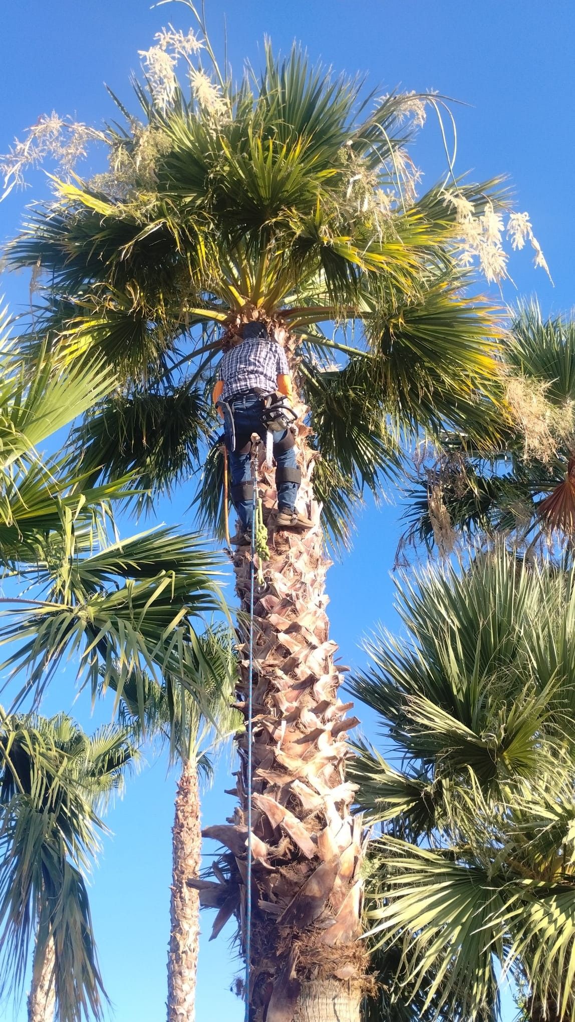  for Camacho AZ Landscaping LLC in Peoria, AZ