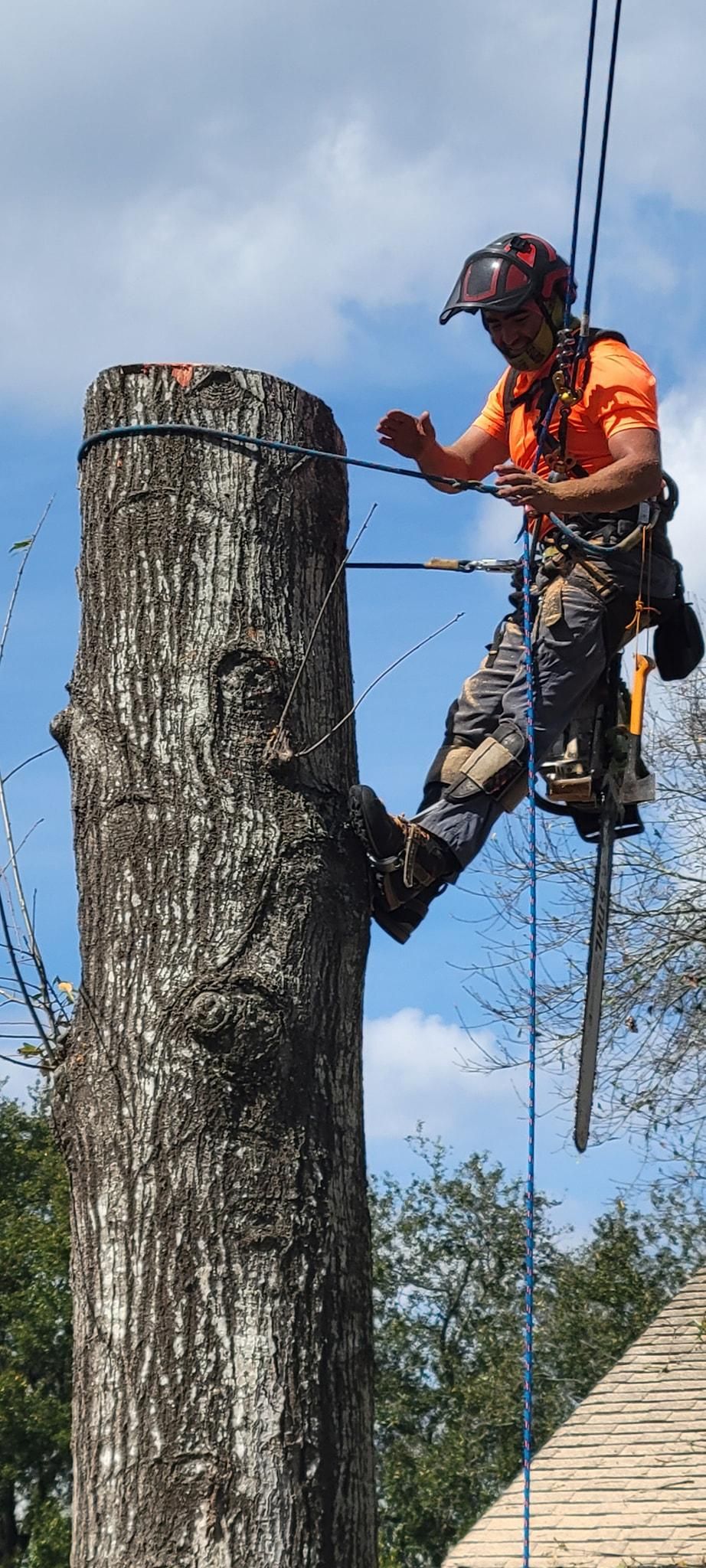  for Servin's Tree Care  in Houston, TX