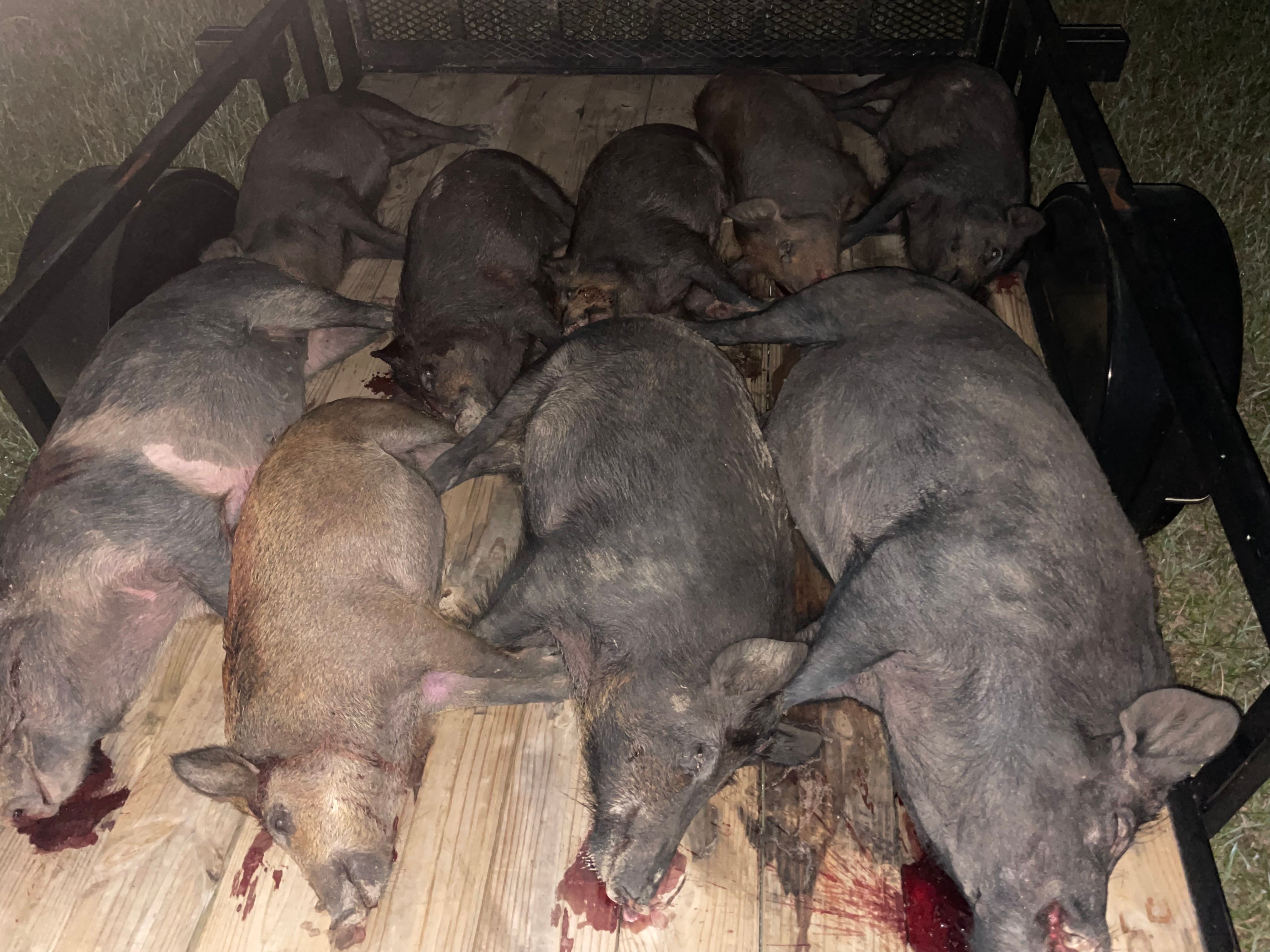  for Havoc Hog Control in Molino, FL