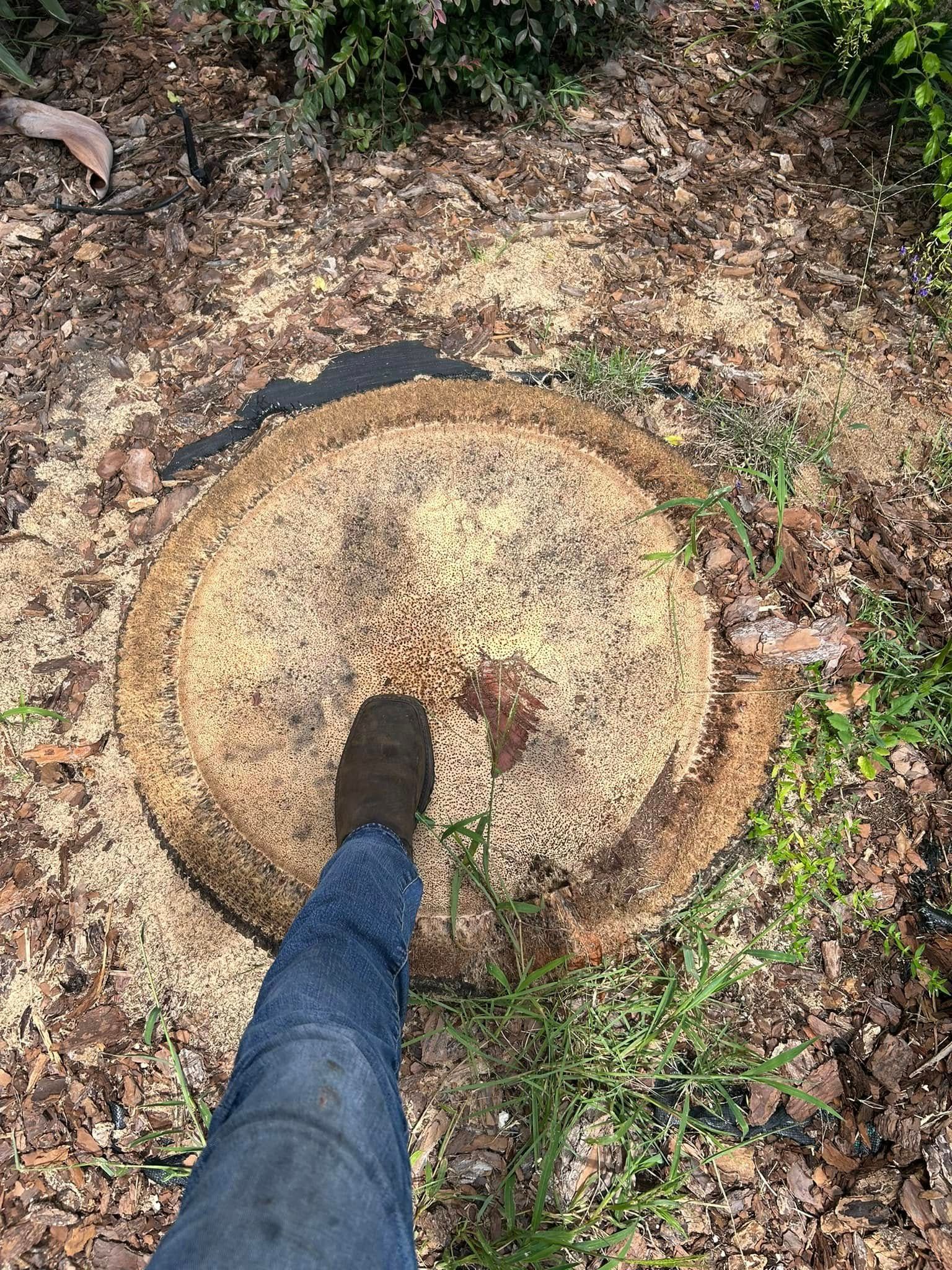  for Grizzly Stump Grinding in Sarasota, FL