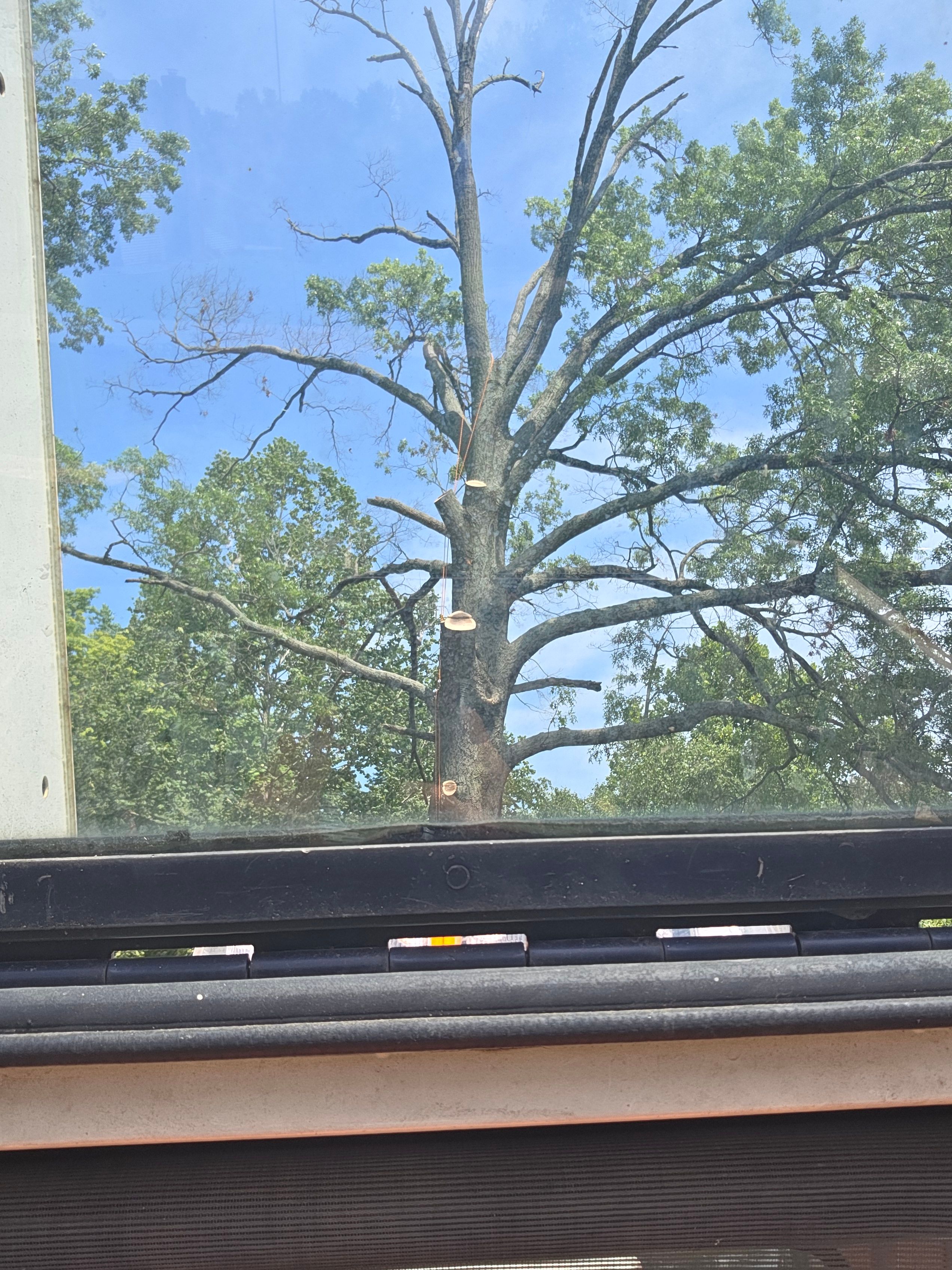  for Advanced Tree Solutions in Rockville, IN