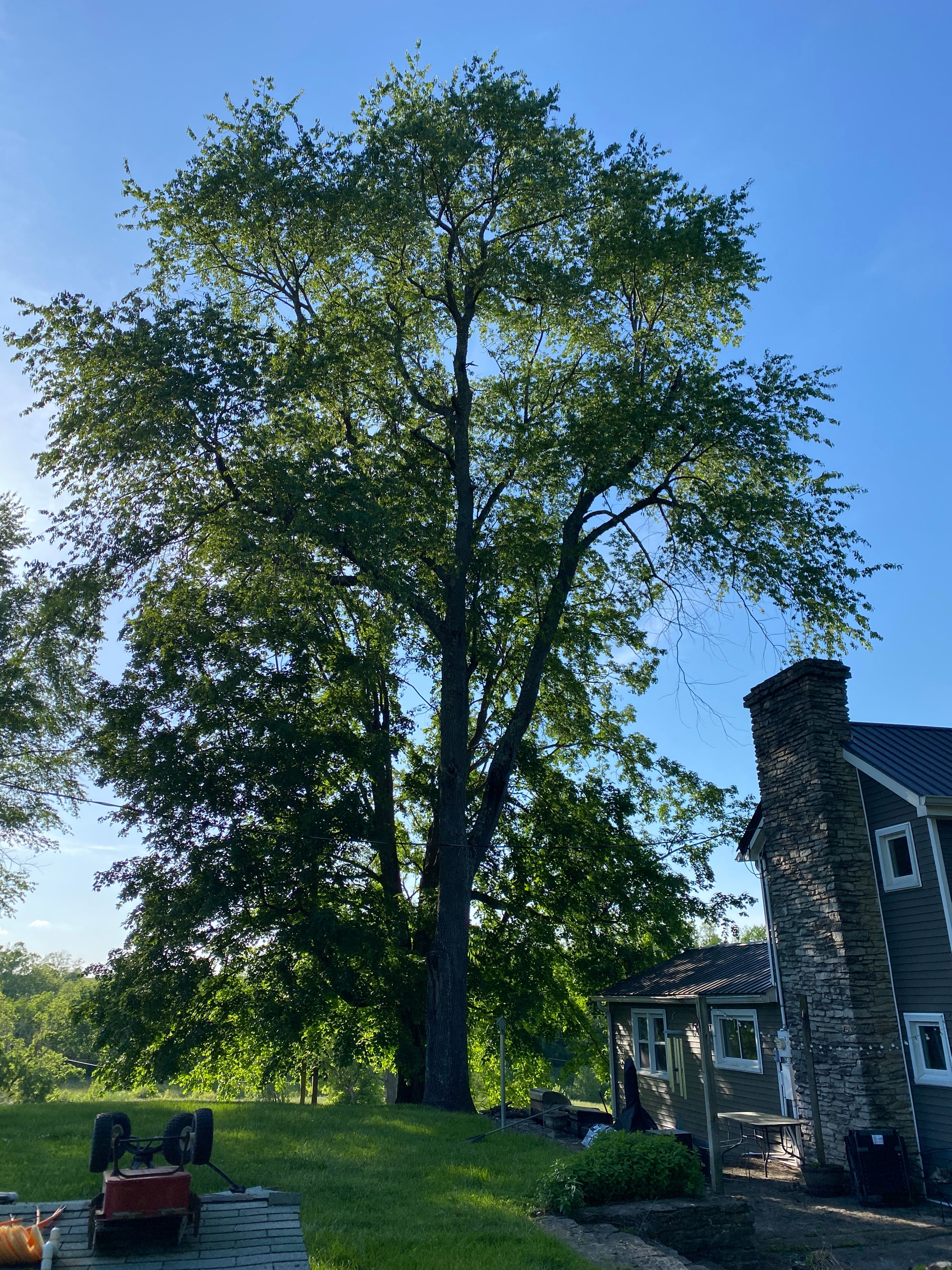 All Photos for Houtz Tree Service in Lexington, KY