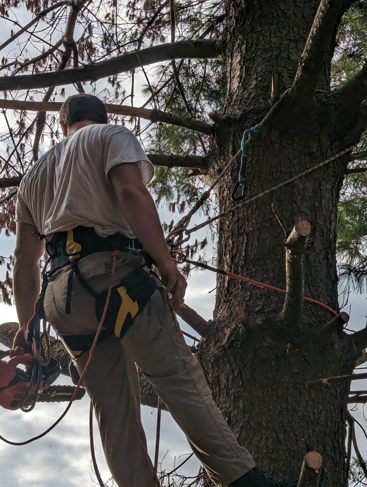  for Affordable Tree Service TN in White House, TN