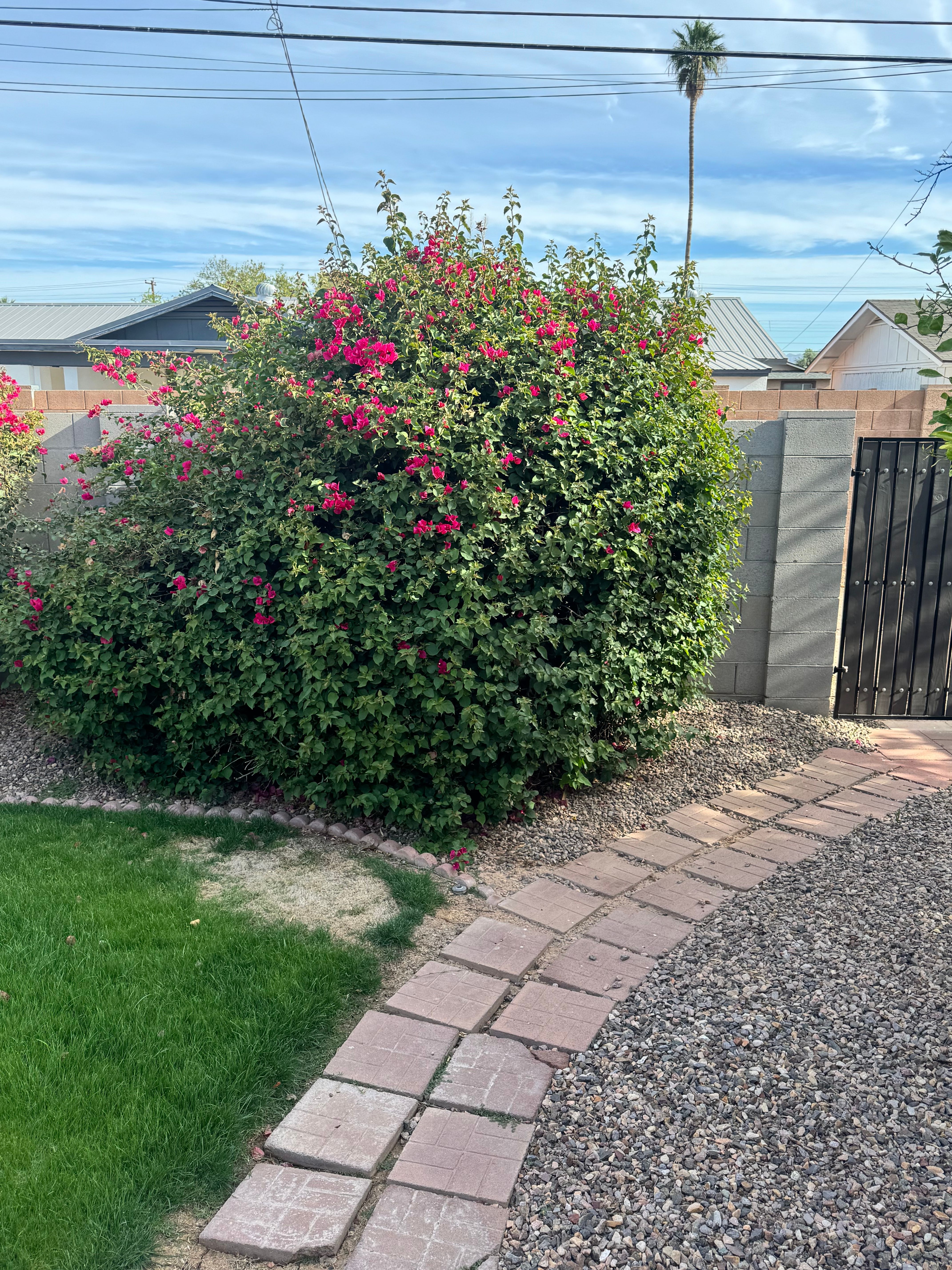  for Patriot Tree Service in Mesa, AZ