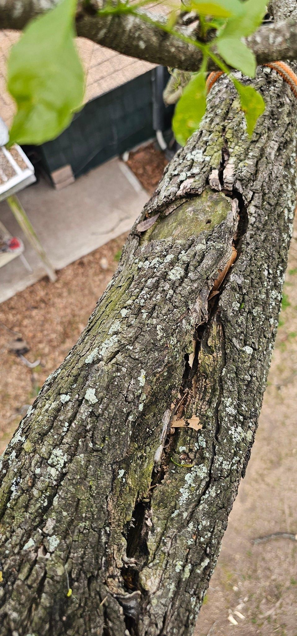  for Servin's Tree Care  in Houston, TX