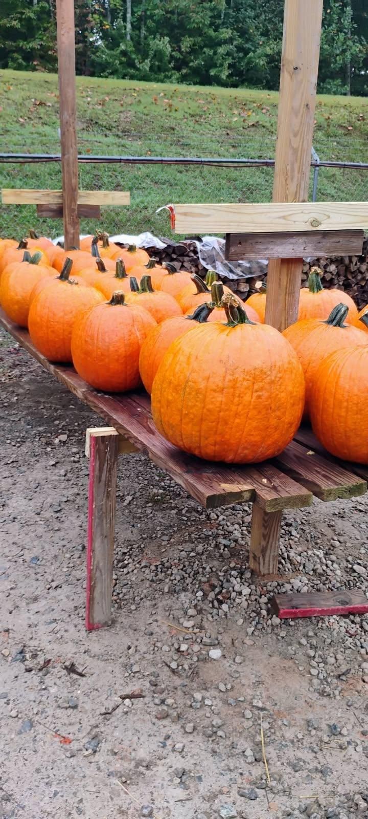 All Photos for BAM Another Pinestraw Lot in Flowery Branch, GA