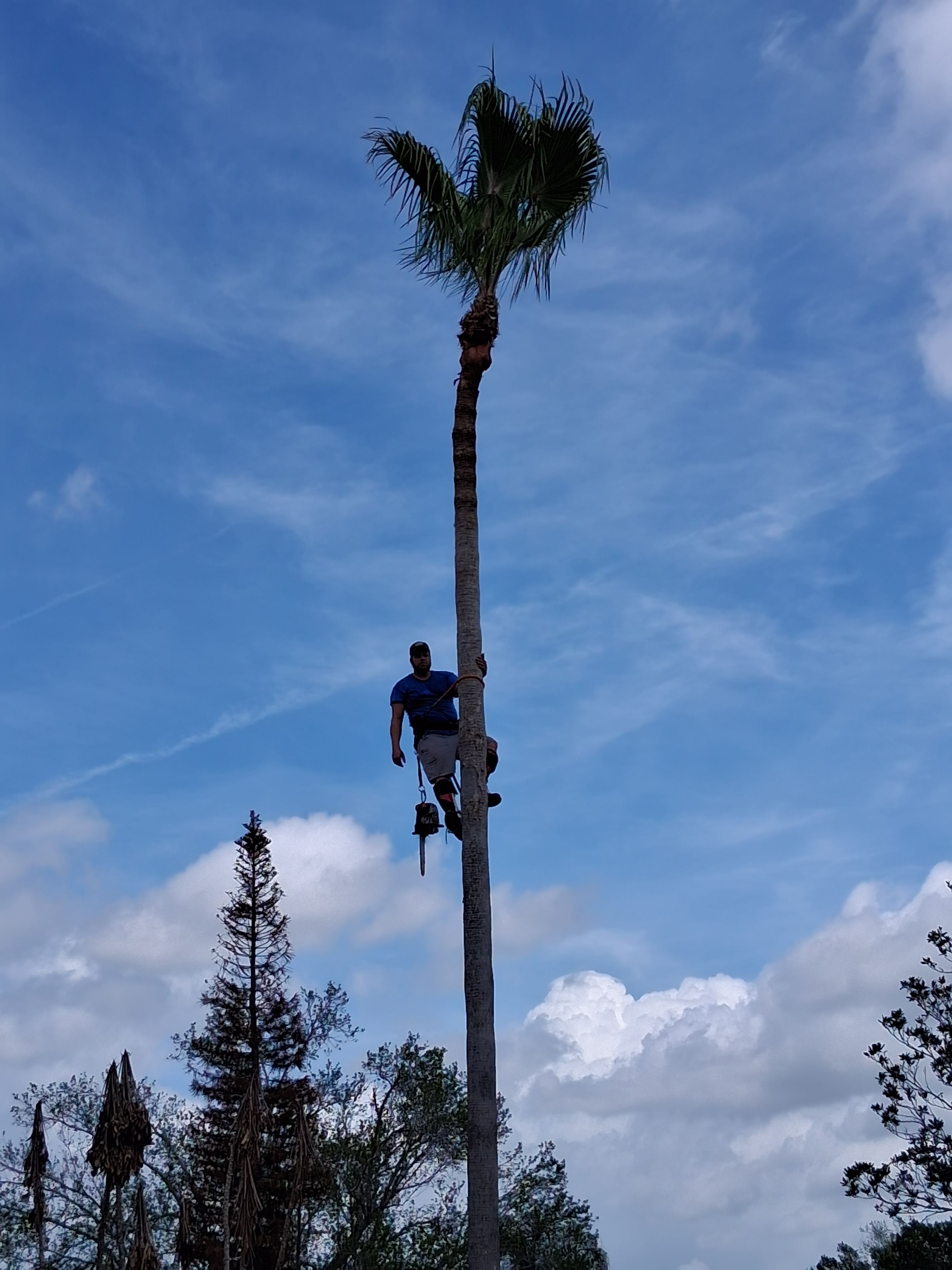  for A Southern Style Tree Service in Orlando, FL