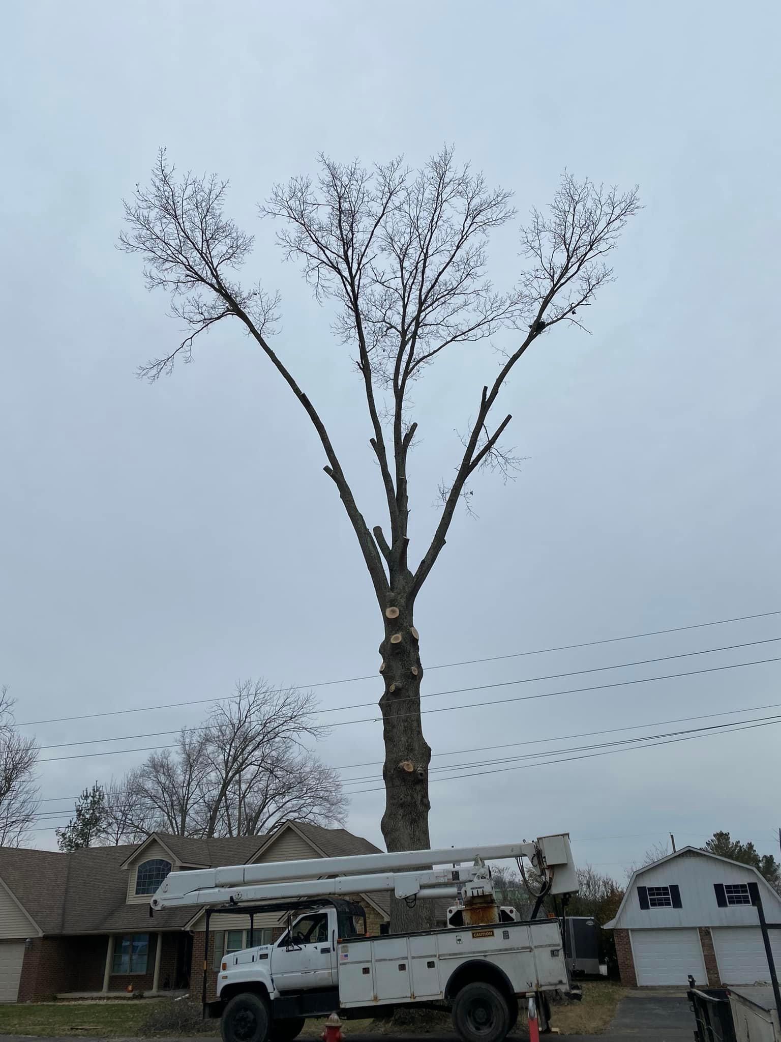 Fall and Spring Clean Up for Atwood’s Tree Care in Liberty,  KY