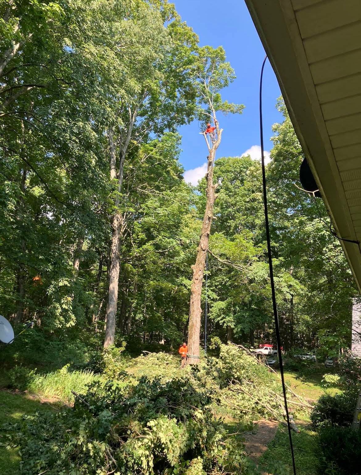  for McBee’s Tree Service in Sewanee, TN
