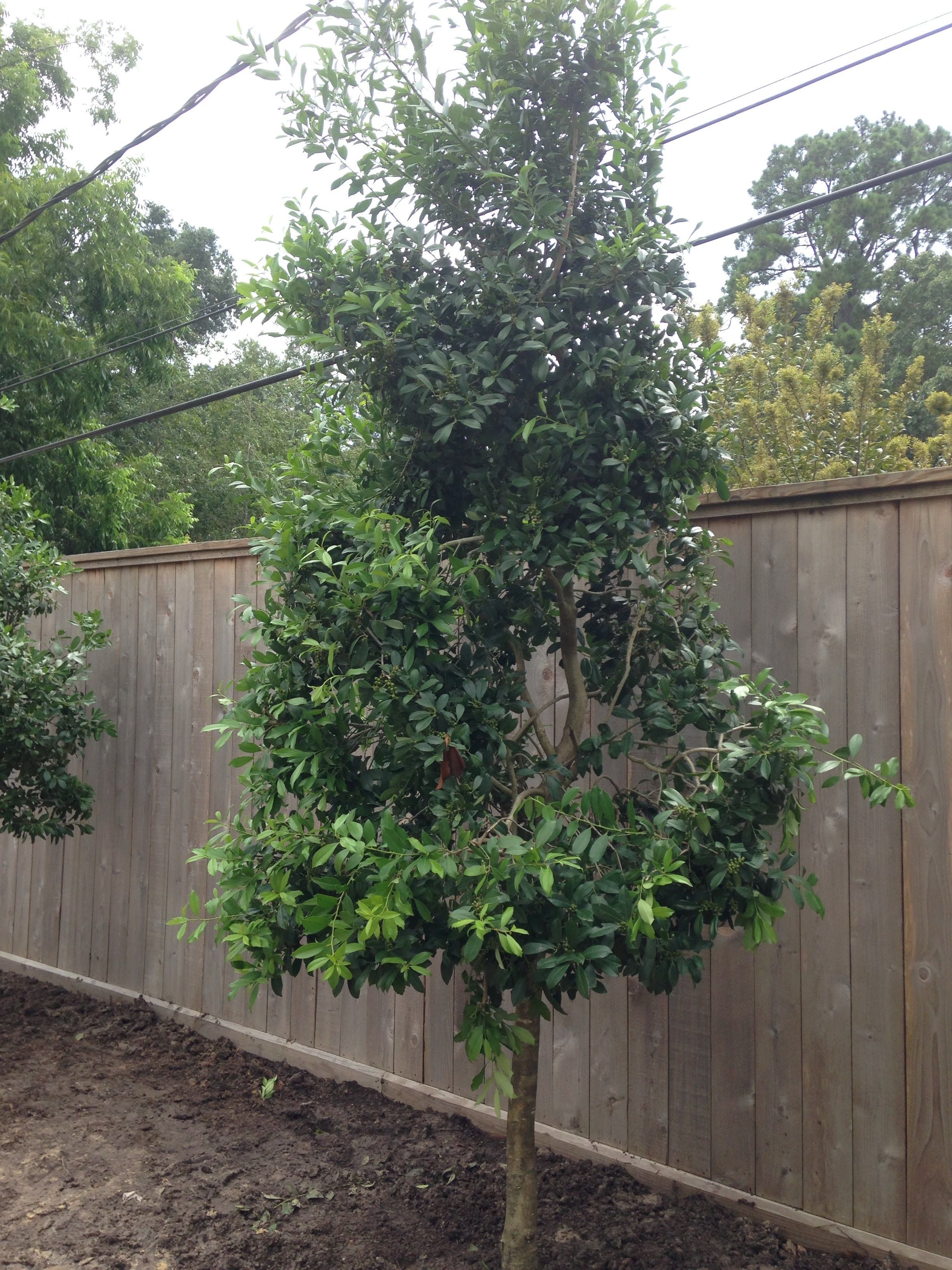All Photos for Atlas Land Design in Creekside Park, TX
