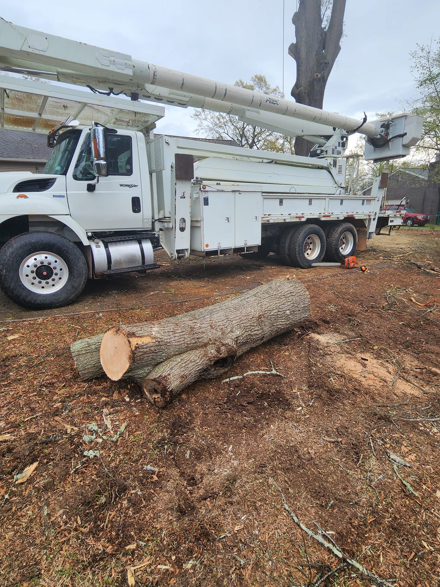 Tree Trimming and Removal for R&P Tree Service LLC in Greenville, South Carolina