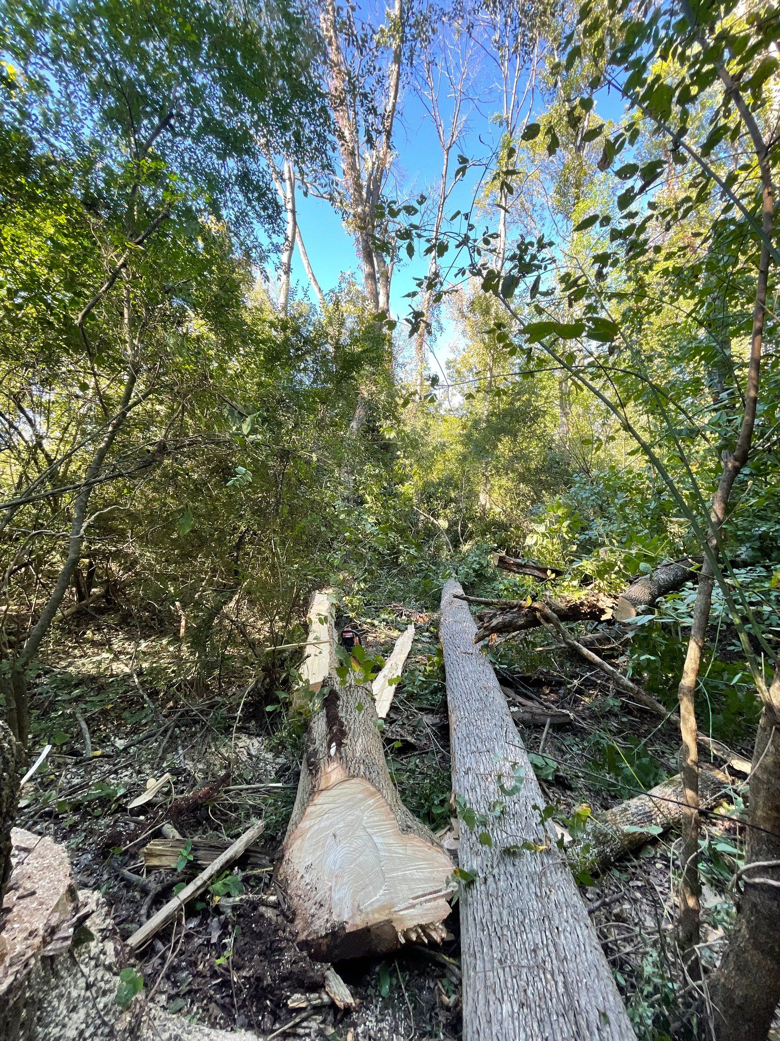  for Stem Tree Service in Belmont, NC