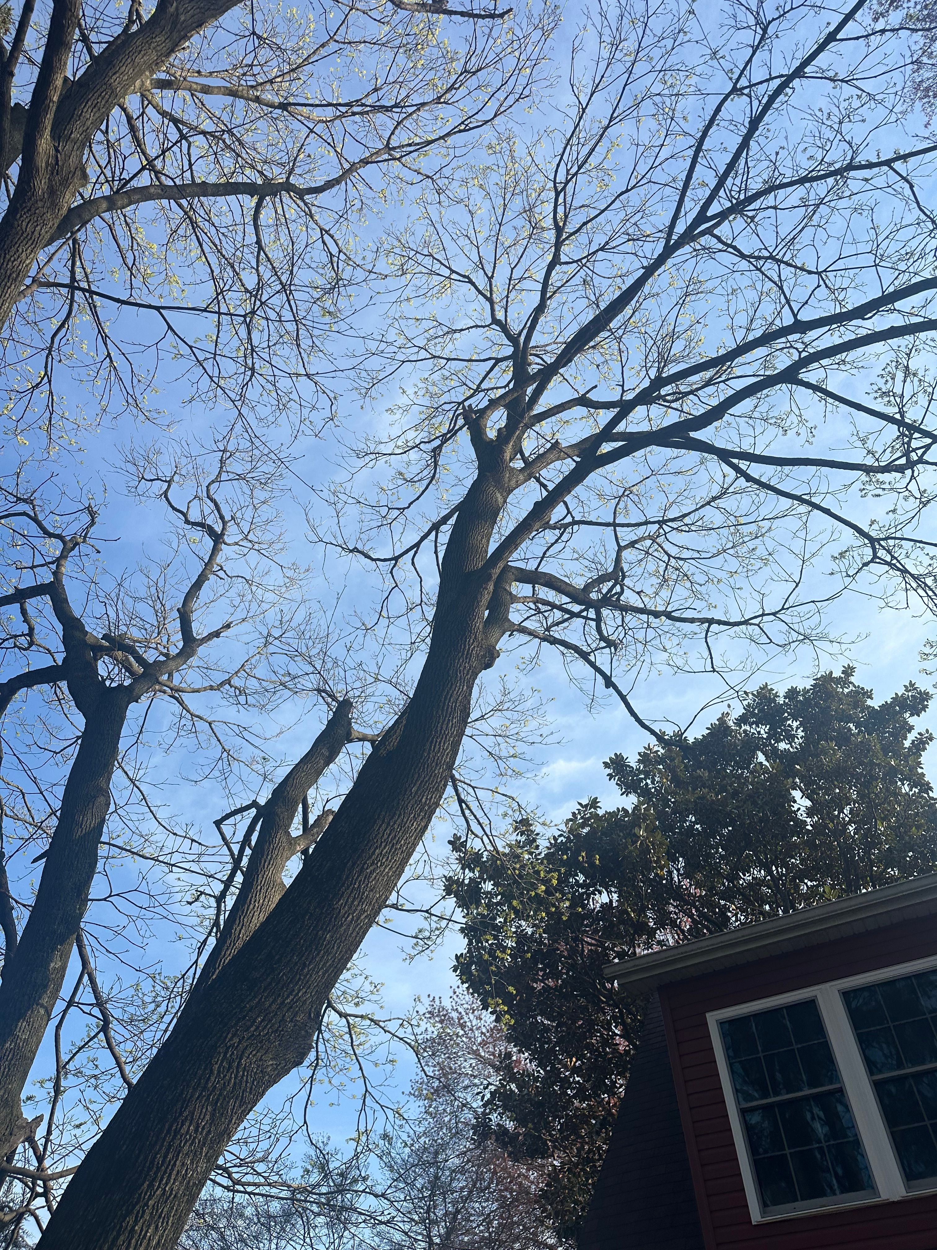  for Loockerman's Tree and Stump Removal in Dover, DE