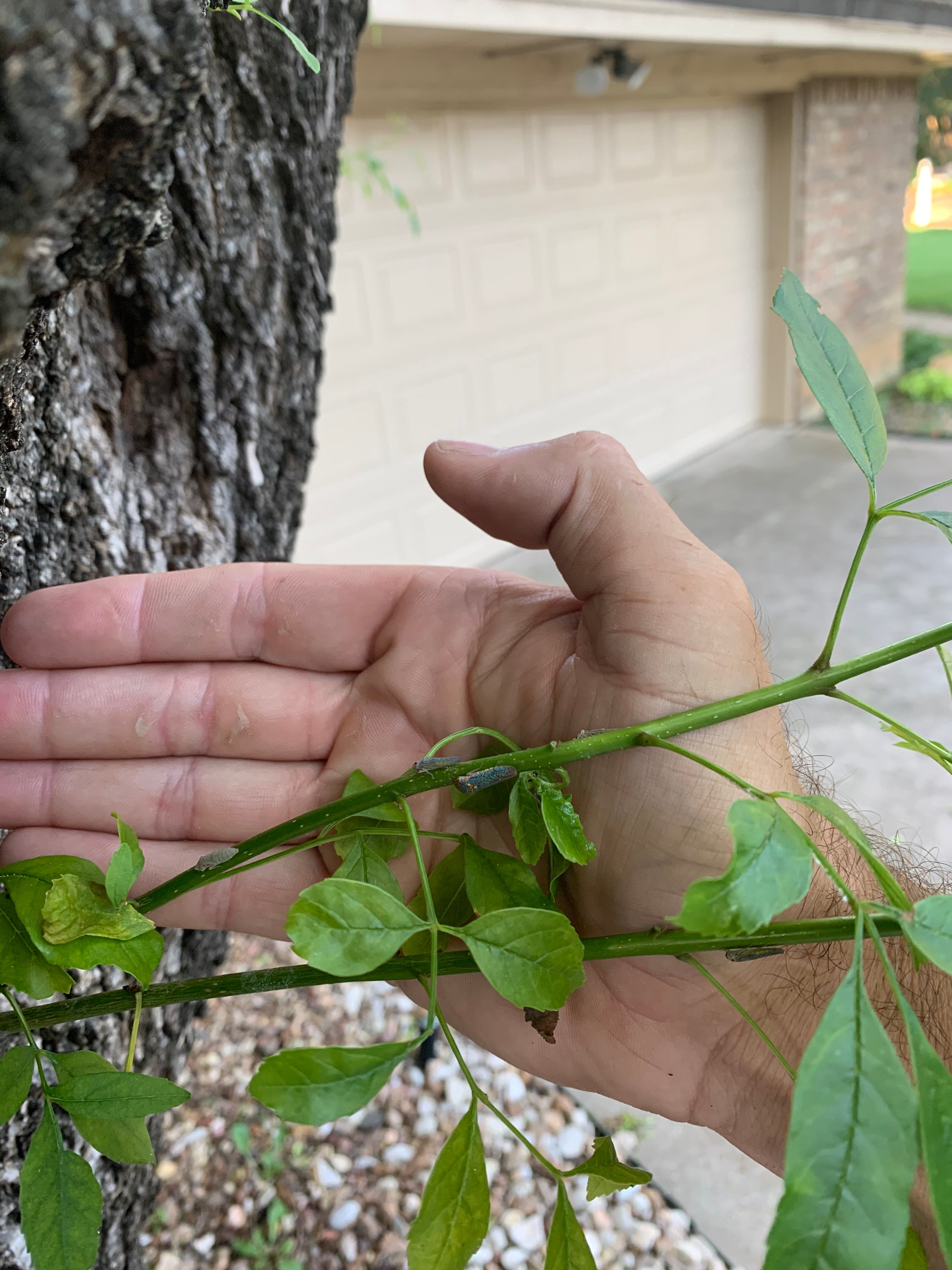  for TLC Professional Tree Service in Bedford, TX