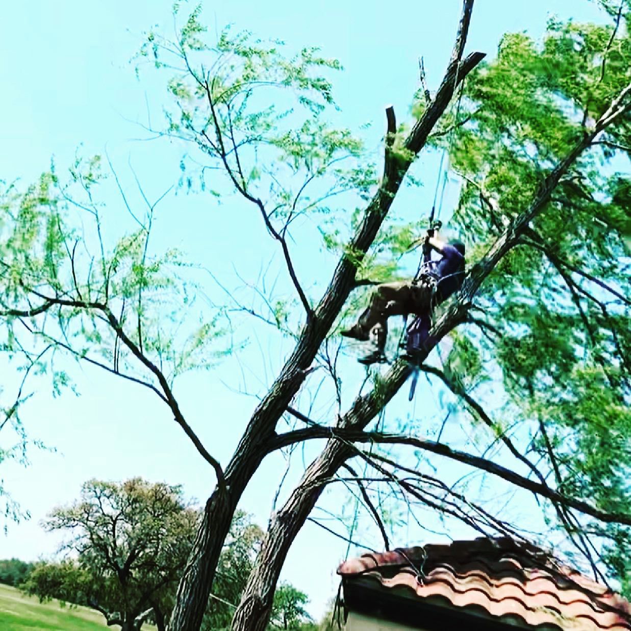 for Tesla Tree Trimming in Kempner, TX