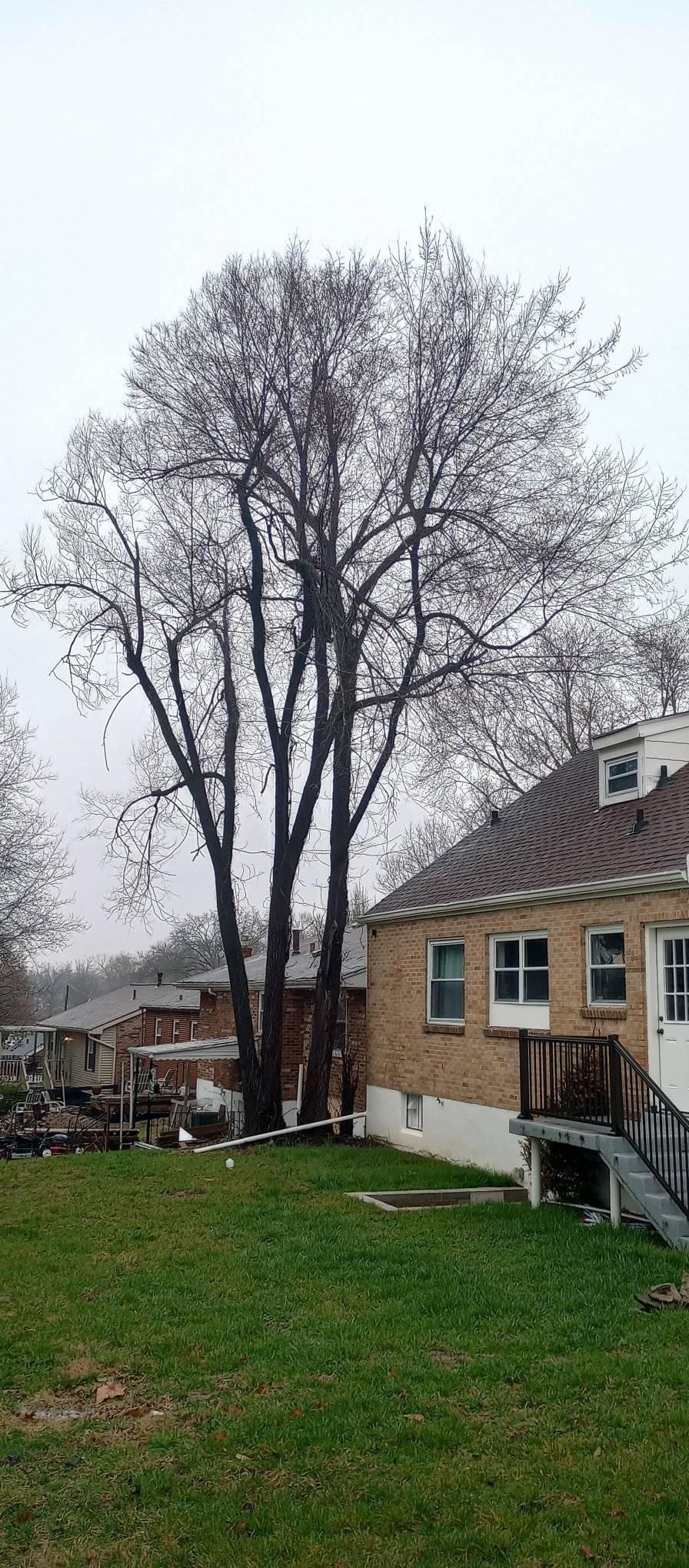  for Kingdom Tree Trimming and Removal LLC in Covington, KY