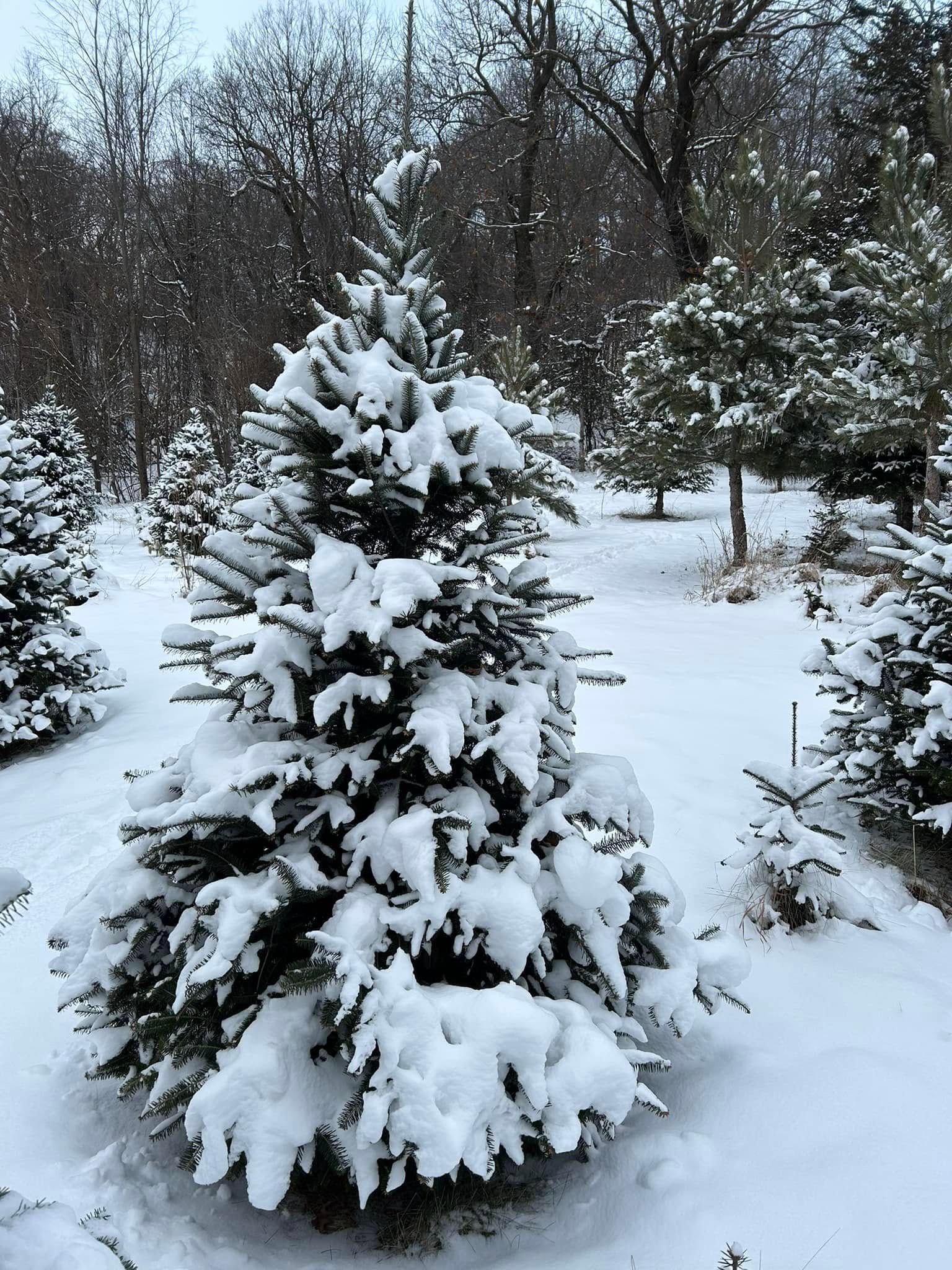  for Spring Creek Evergreens in Red Wing, MN