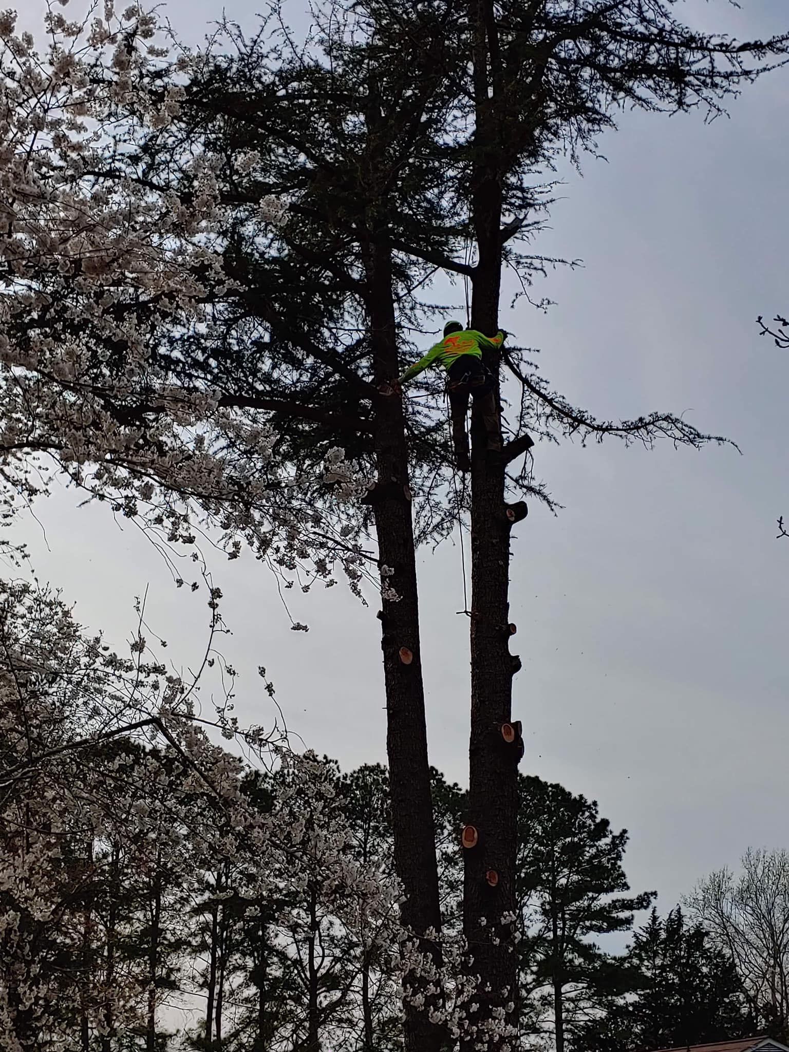 All Photos for Big Bear Tree Service in Newport News, VA
