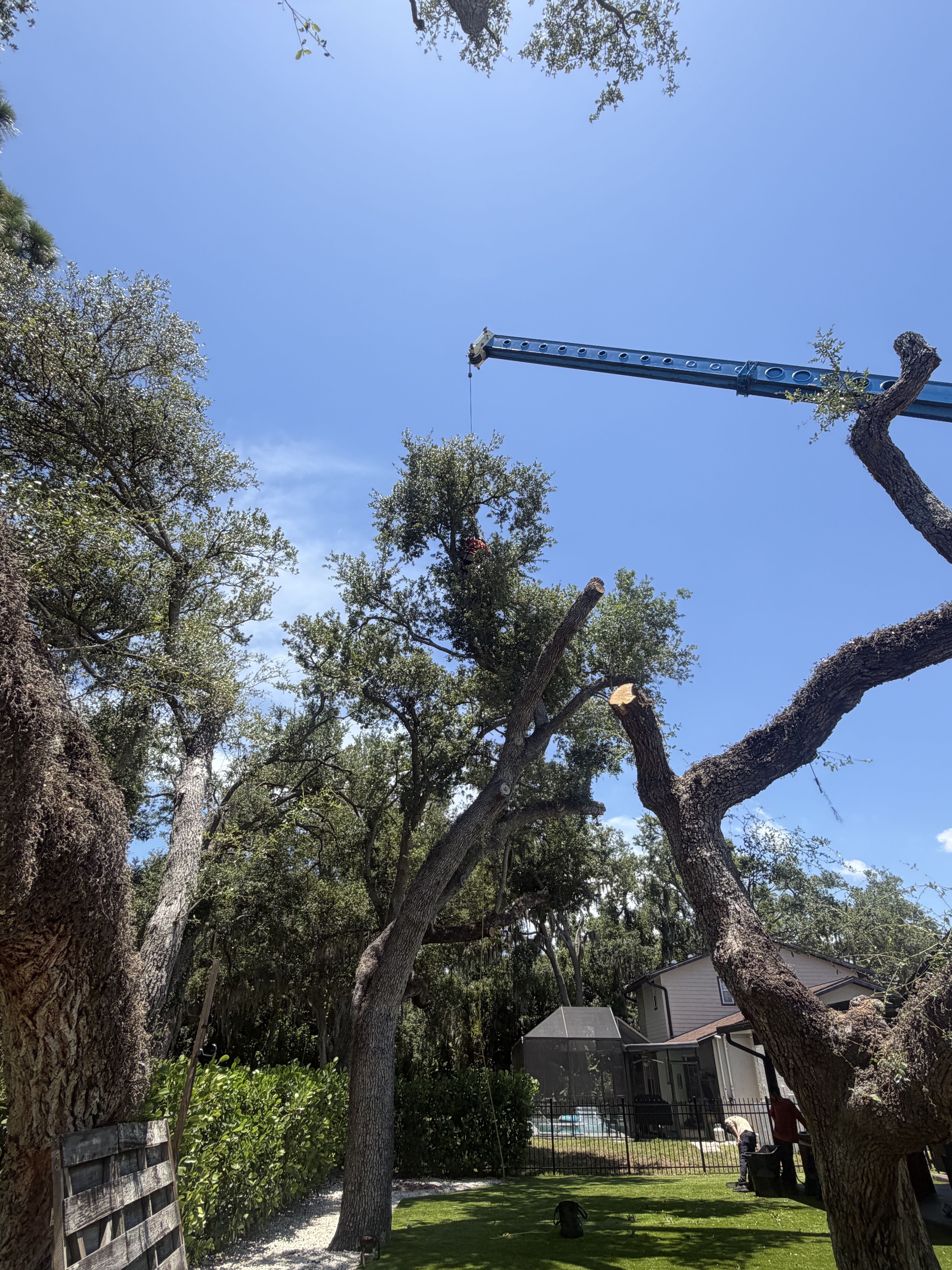  for Damian’s Tree Care in Sarasota, FL