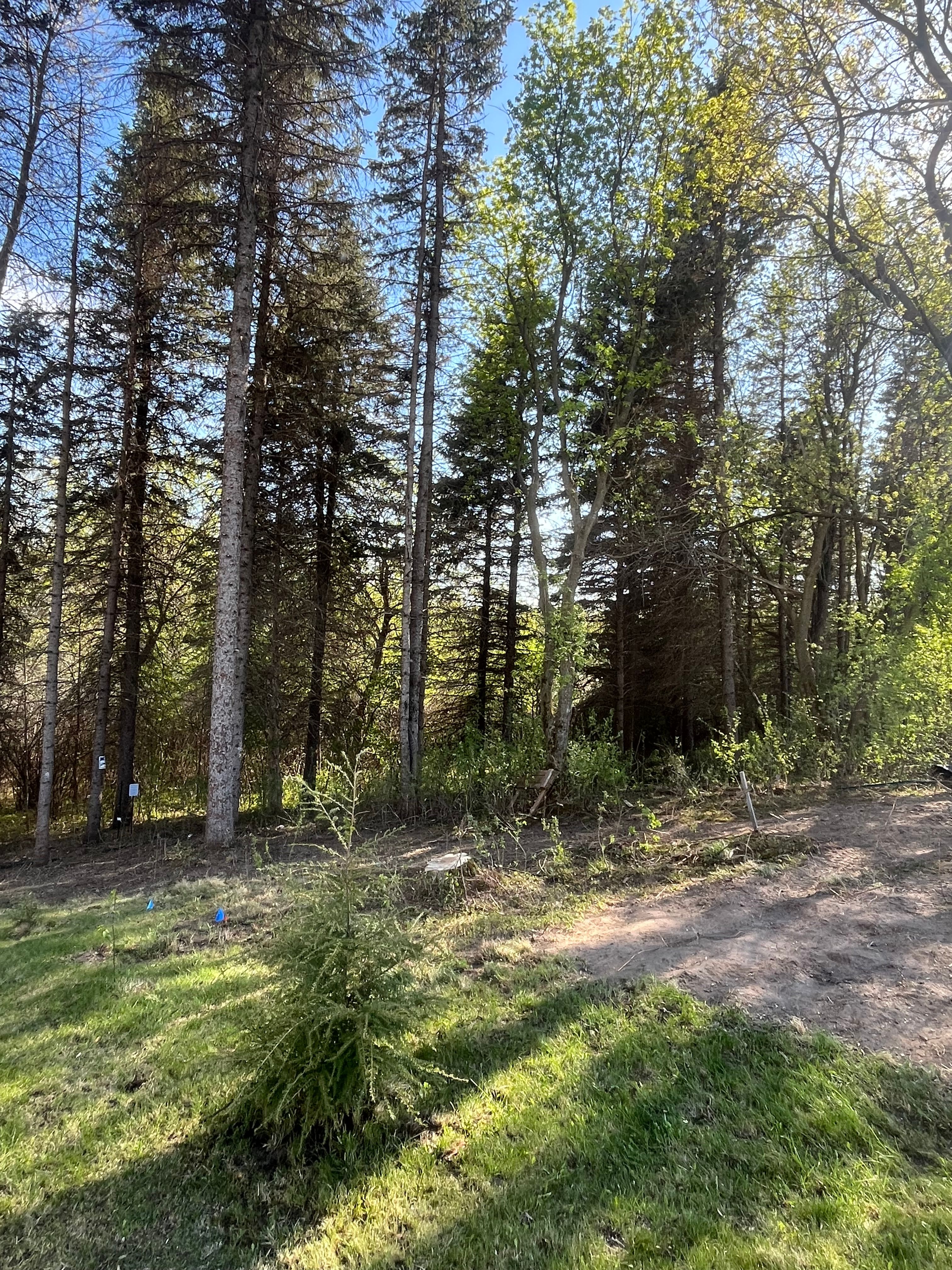 All Photos for K and Z Tree Care in Andover, MN