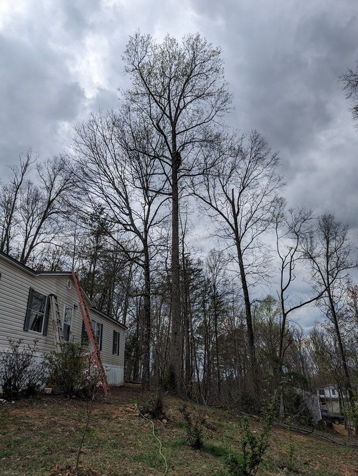  for Wade's Family Tree Service in Townsend, TN