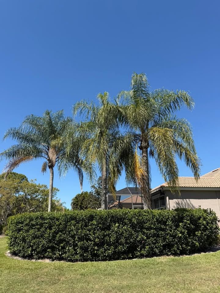  for Damian’s Tree Care in Sarasota, FL