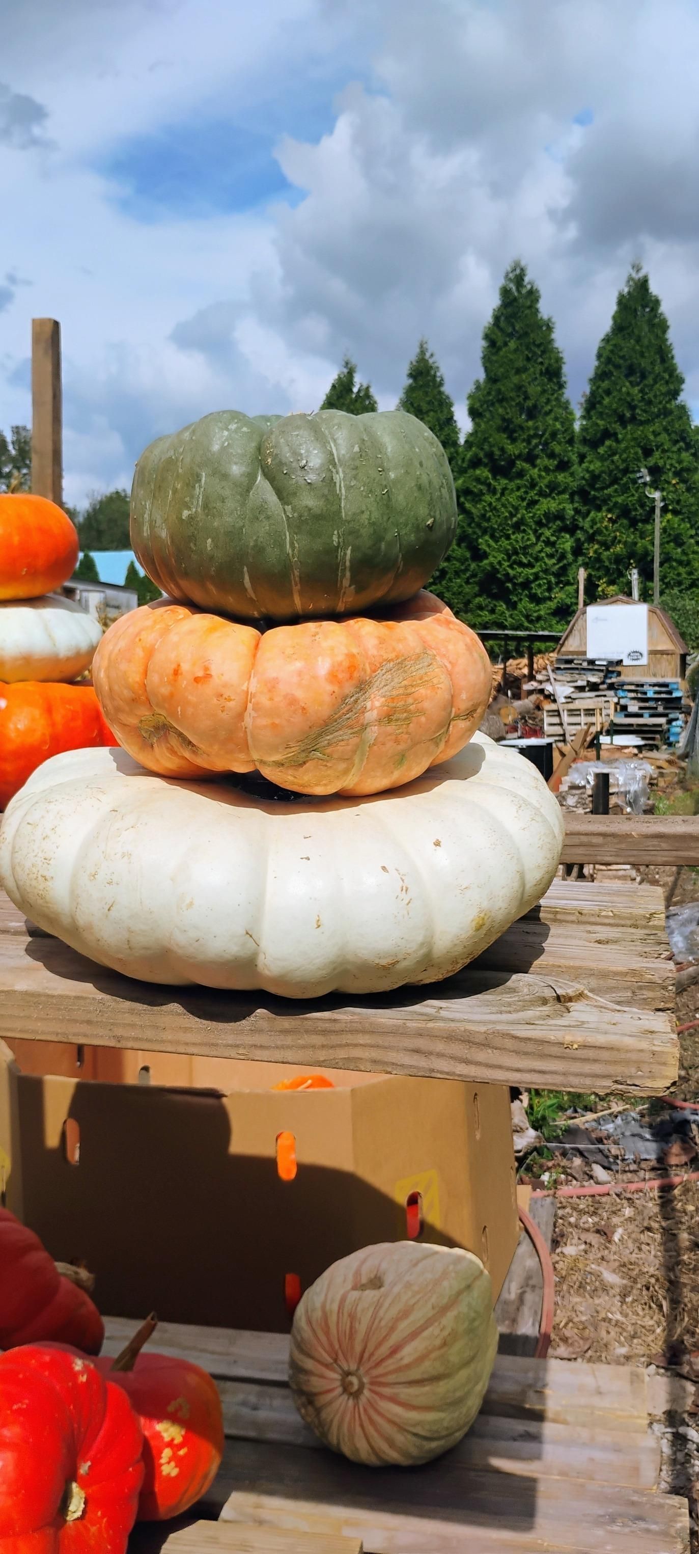  for Rutledge Contracting LLC in Hazel Green, AL