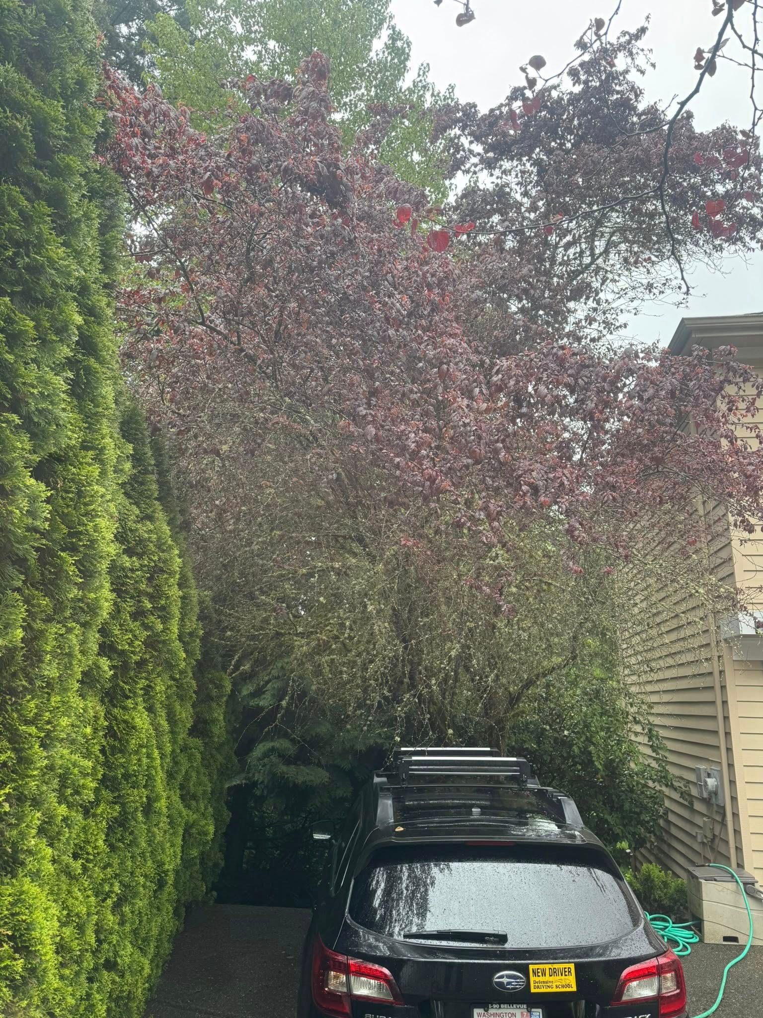 All Photos for Teo’s Property Maintenance and Solutions in Redmond, WA