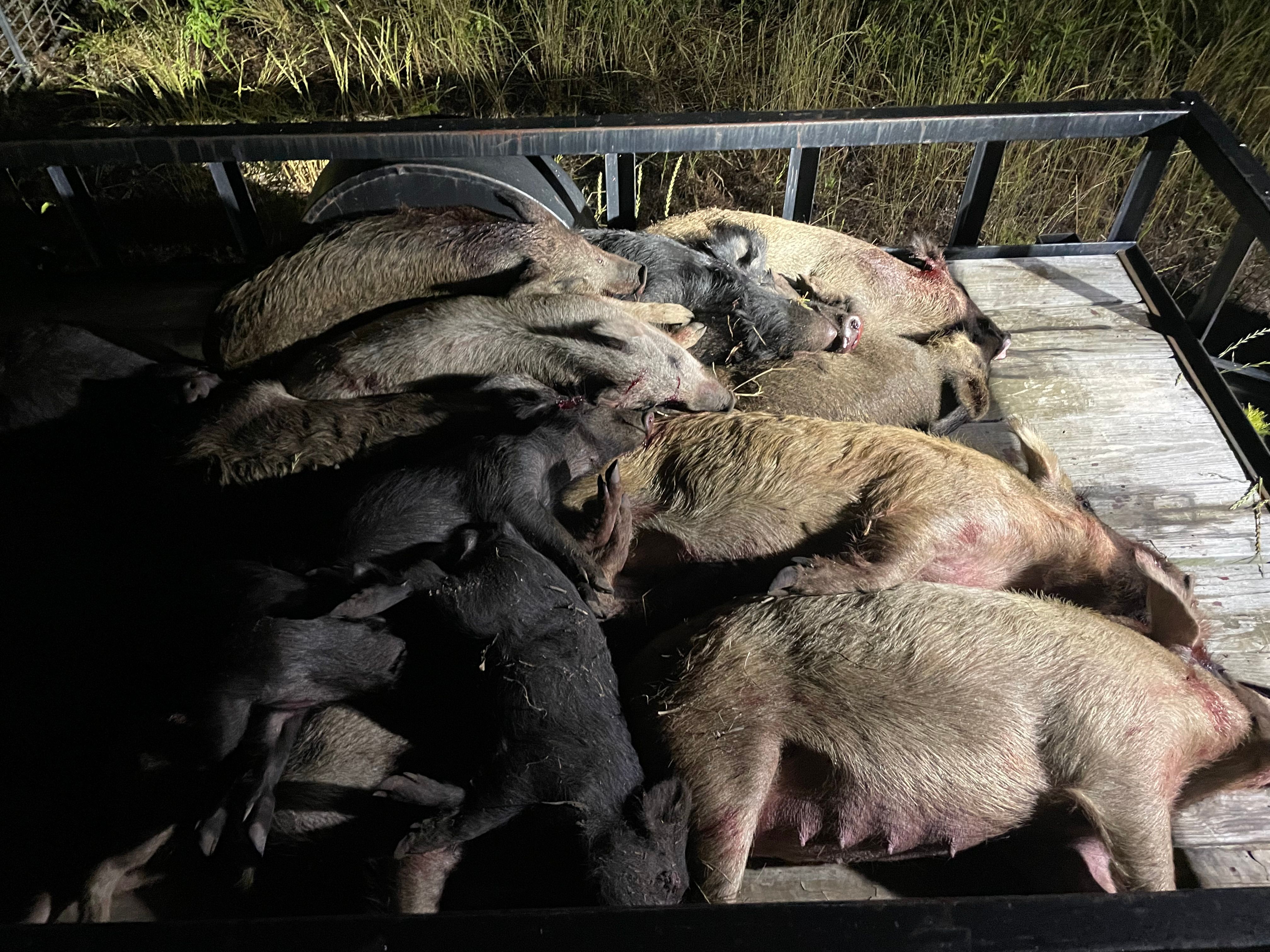  for Havoc Hog Control in Molino, FL