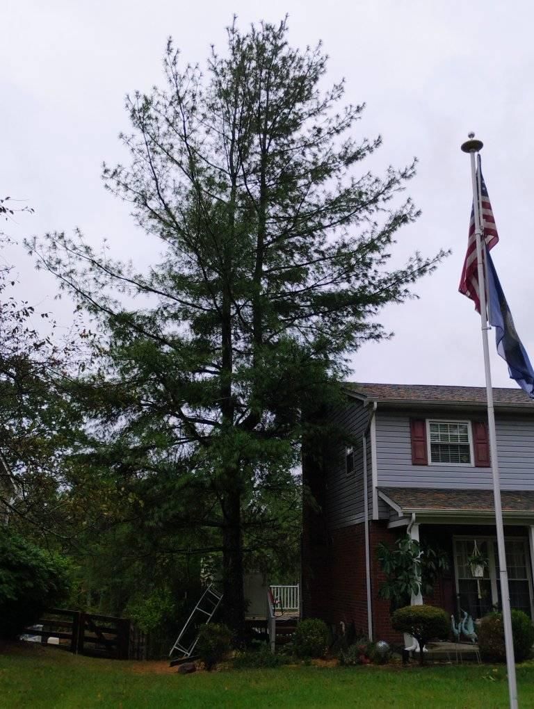  for Kingdom Tree Trimming and Removal LLC in Covington, KY