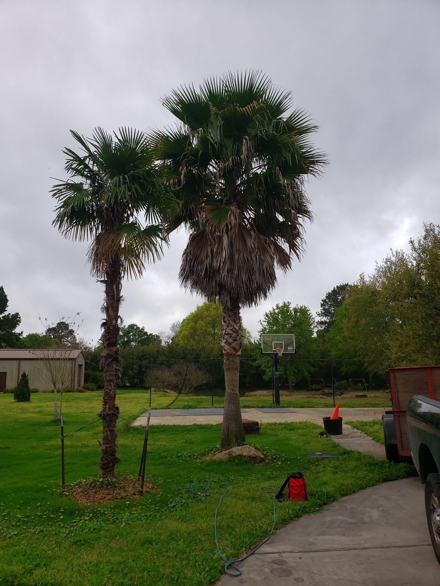  for Servin's Tree Care  in Houston, TX