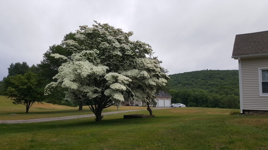  for Evolution Earthscapes, LLC in Ludlow, MA