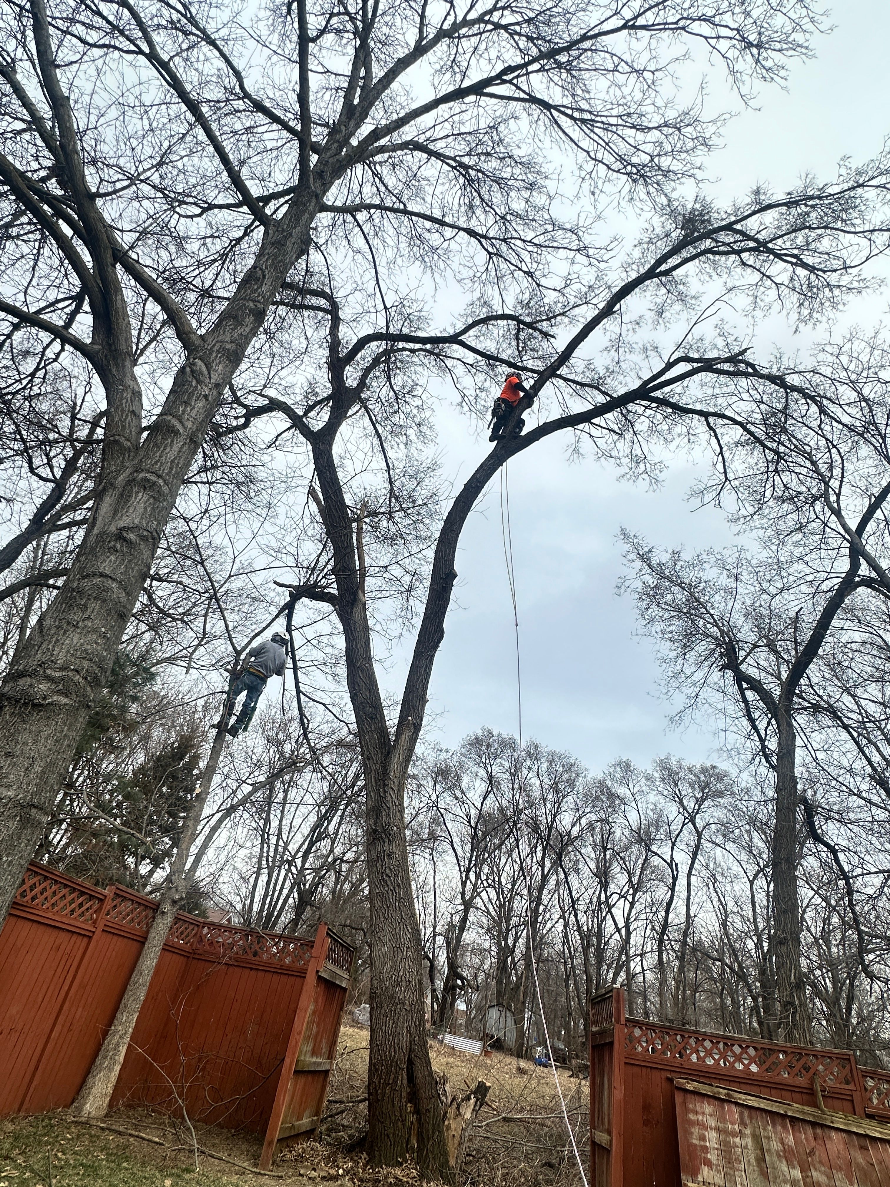 All Photos for Cross Family Tree Service in Kearney, MO
