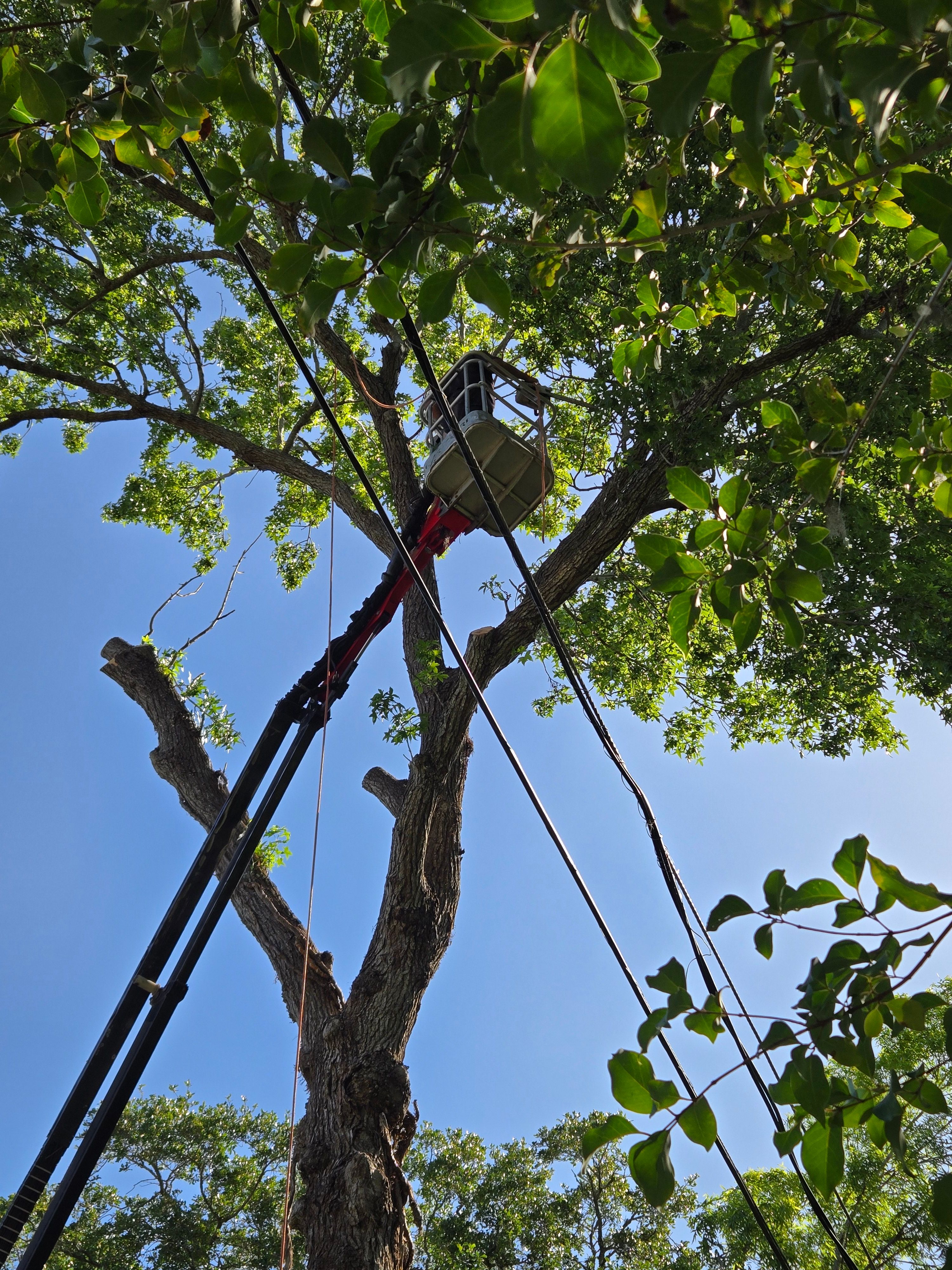 All Photos for Near Me Tree Service, Inc. in DeLand, FL