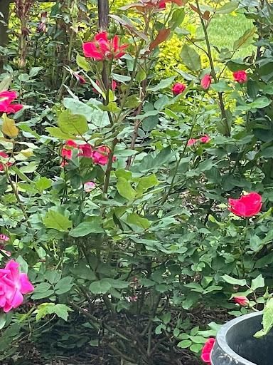  for Grass N Things LLC in Mechanicsville, VA