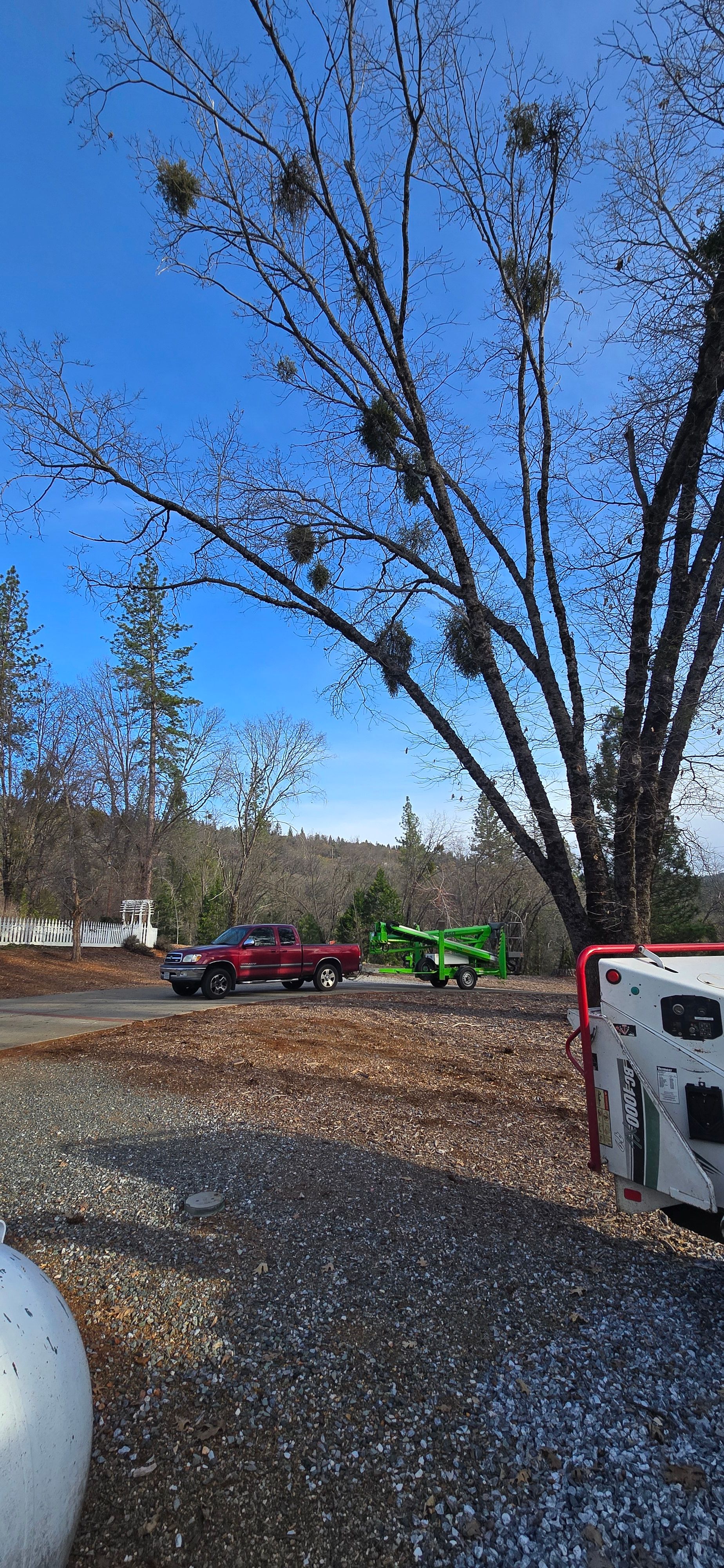  for George Staddan's Professional Tree Care in Placerville, CA