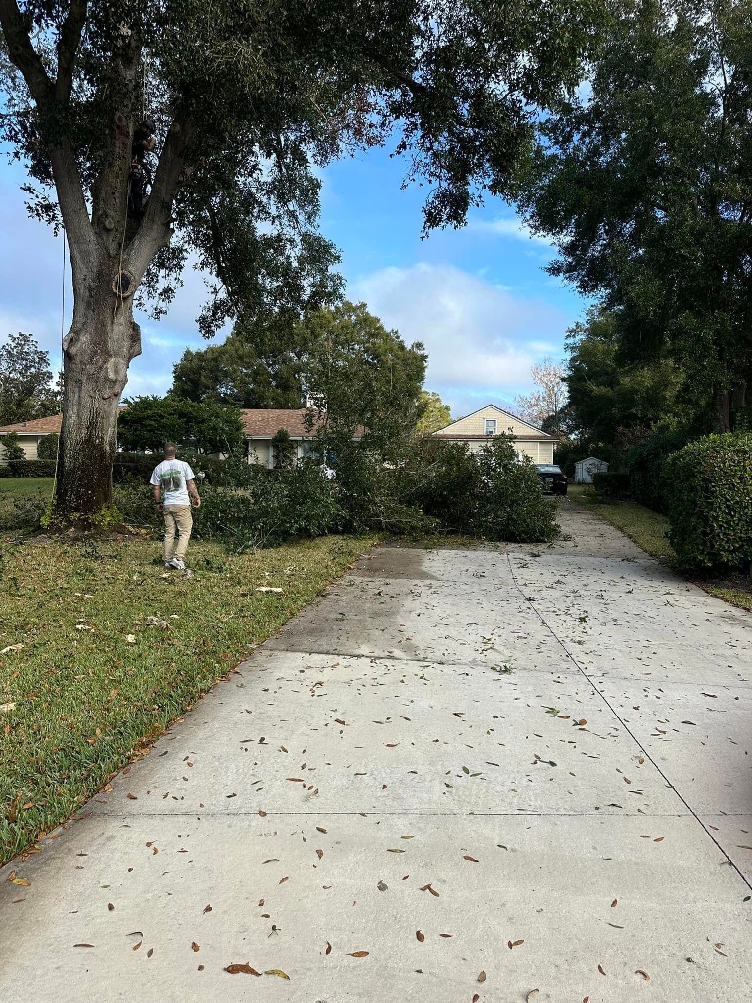  for Narrow Path Tree Service in Deland, FL