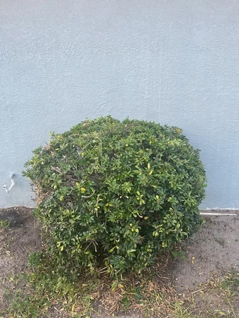  for Mitchell Lawn Service in Odessa, FL