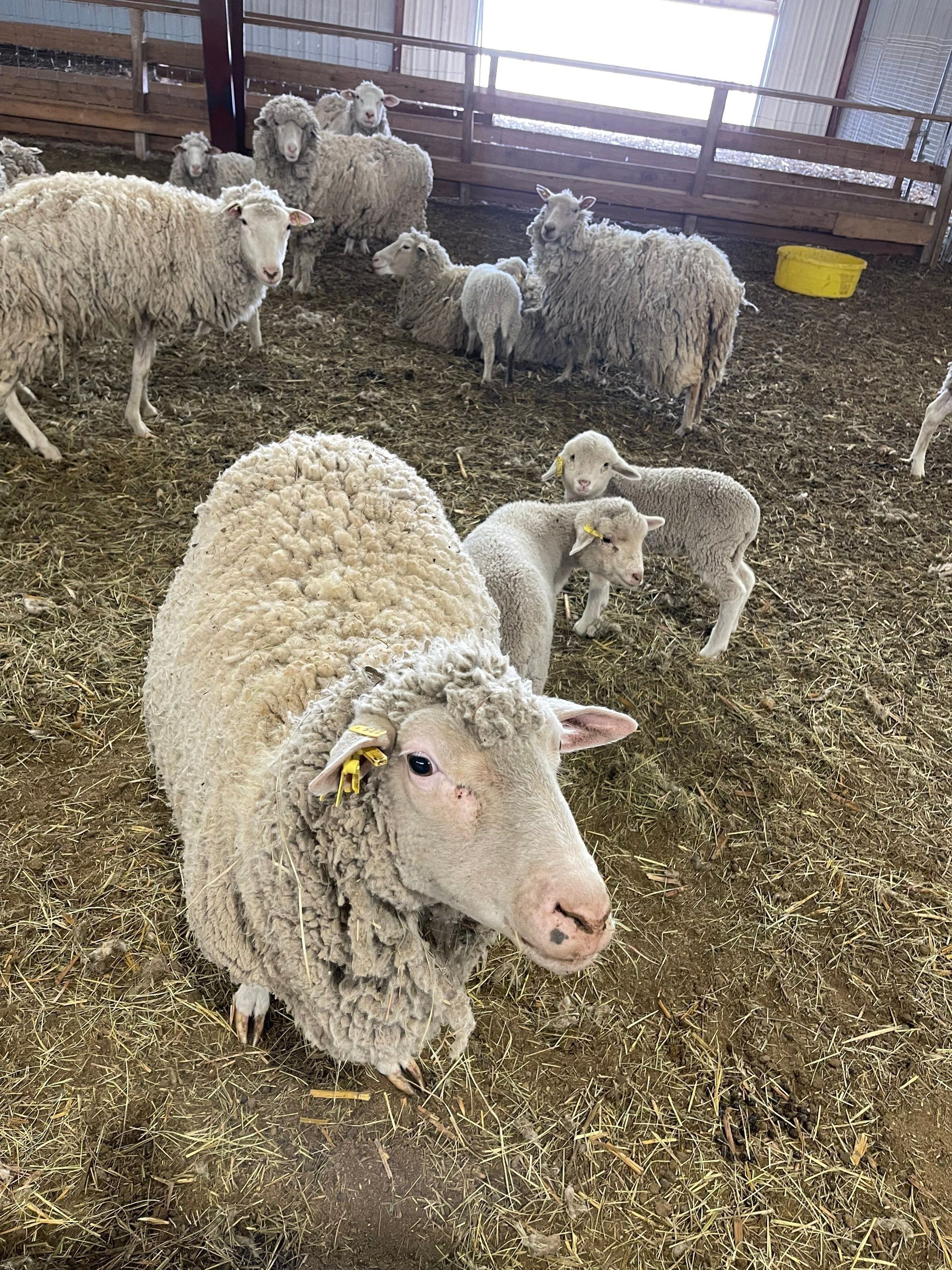 All Photos for Mr. Pipe Dreams LLC in Colorado Springs, CO