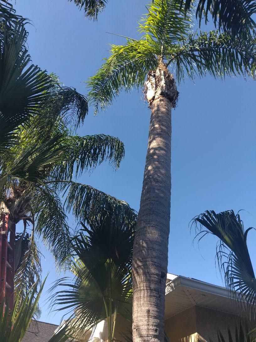  for Bills Tree Service in Valrico, FL